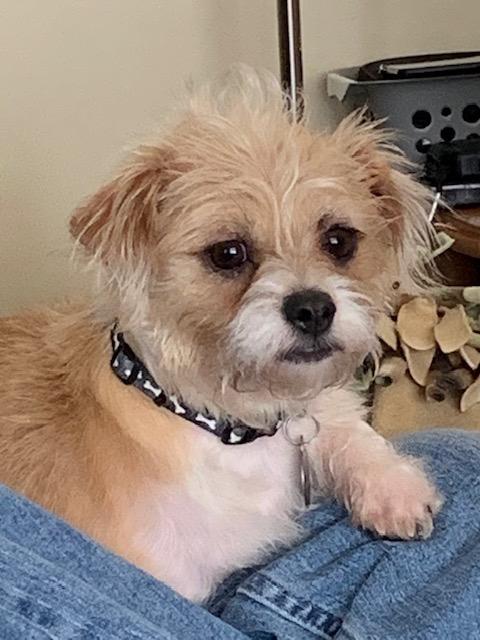 Enlarge Linus, an adopted mixed breed in Paw Paw, MI image 1/5