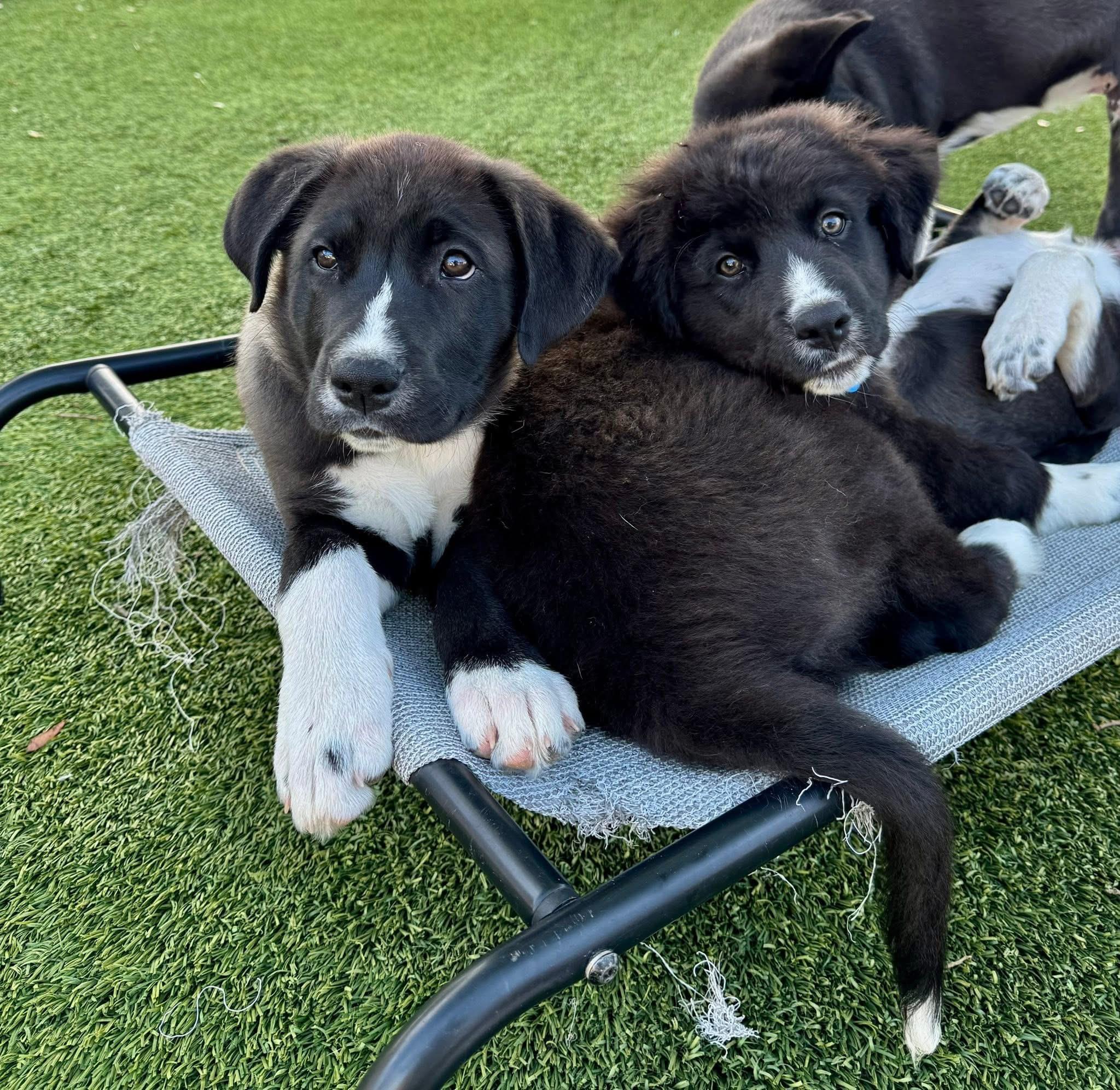 Enlarge Ravioli, an adopted mixed breed in Keller, TX image 2/4