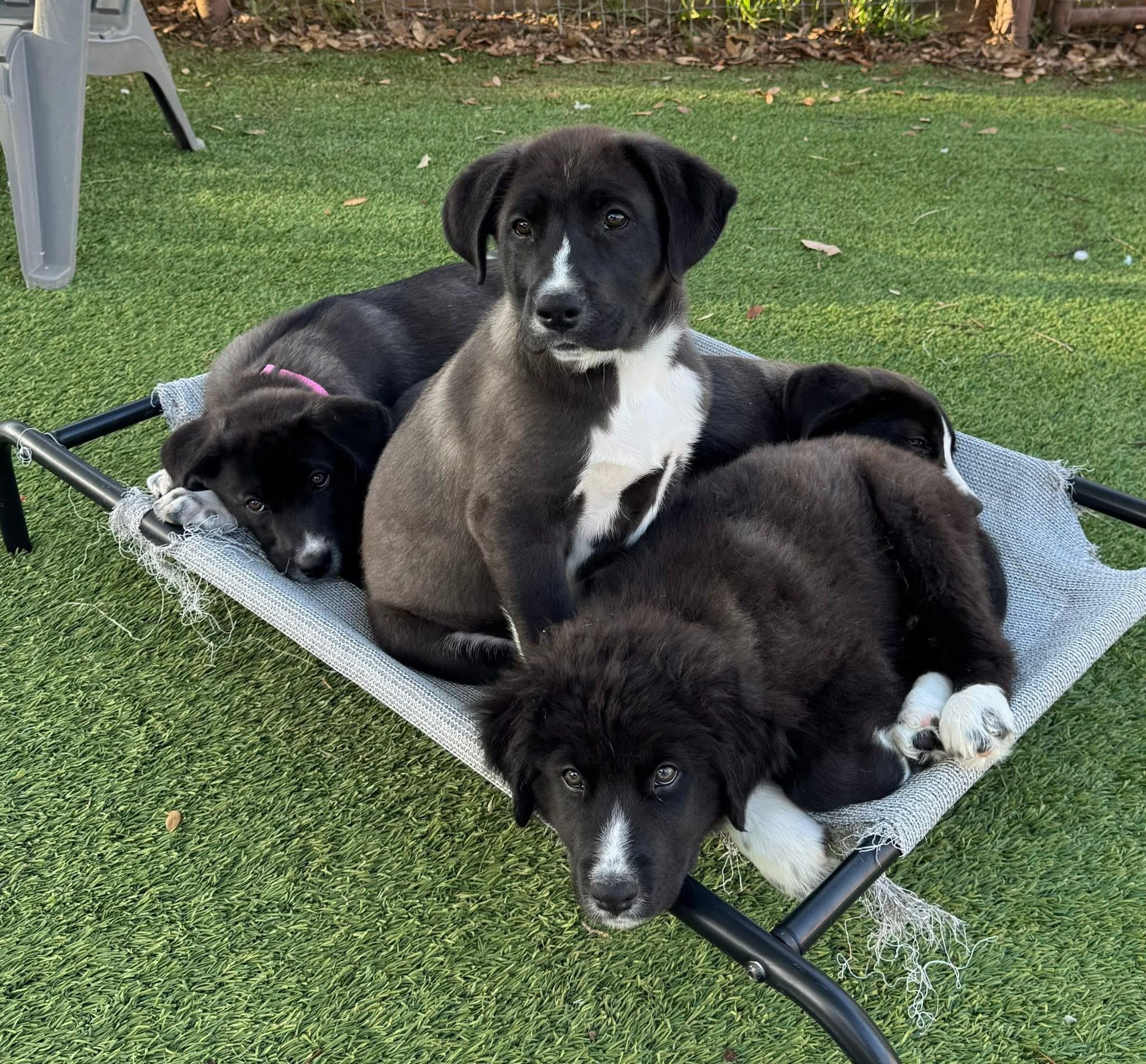 Ravioli, adopted, Puppy Male Black Labrador Retriever.
