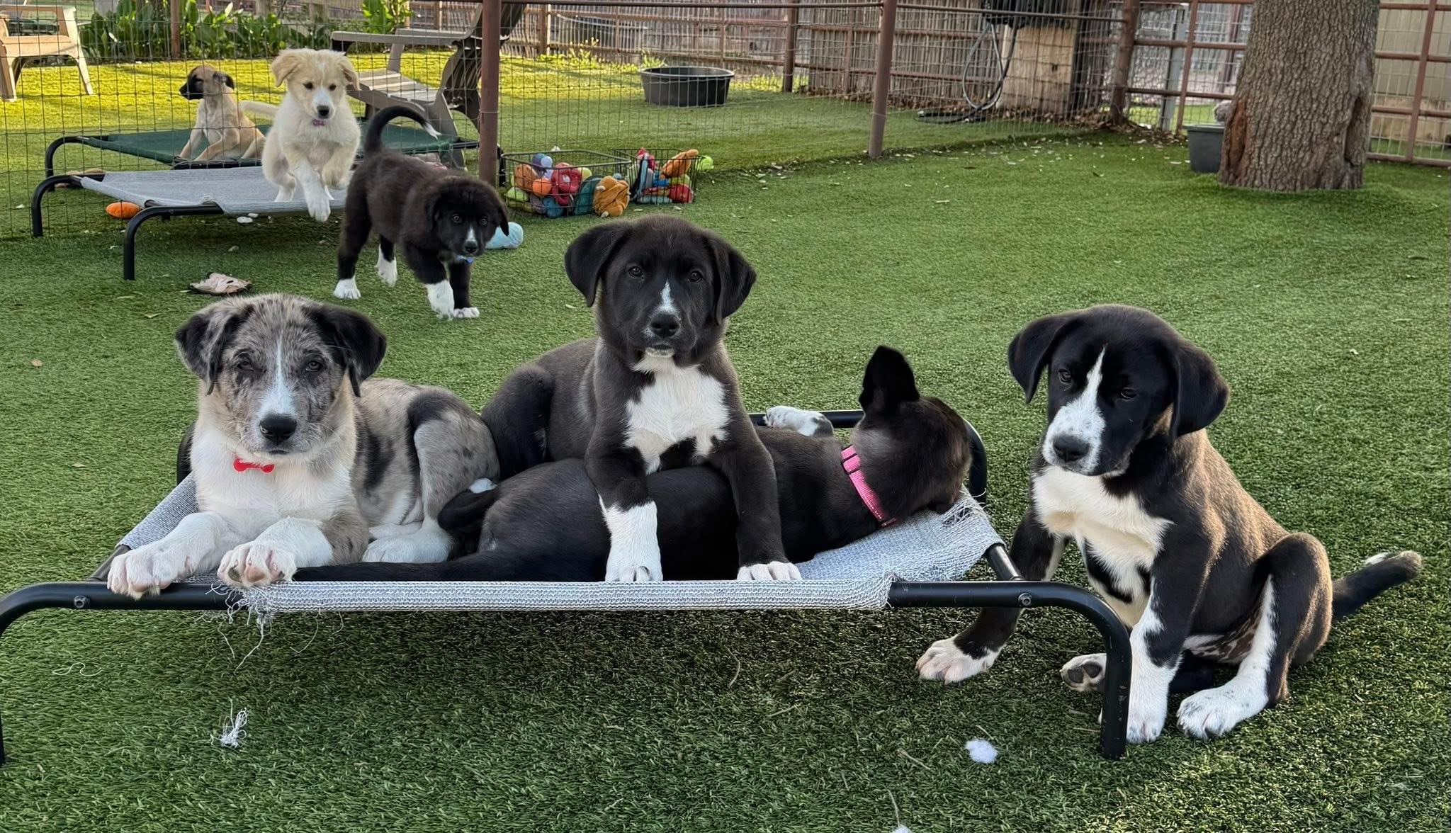 Enlarge Ravioli, an adopted mixed breed in Keller, TX image 3/4