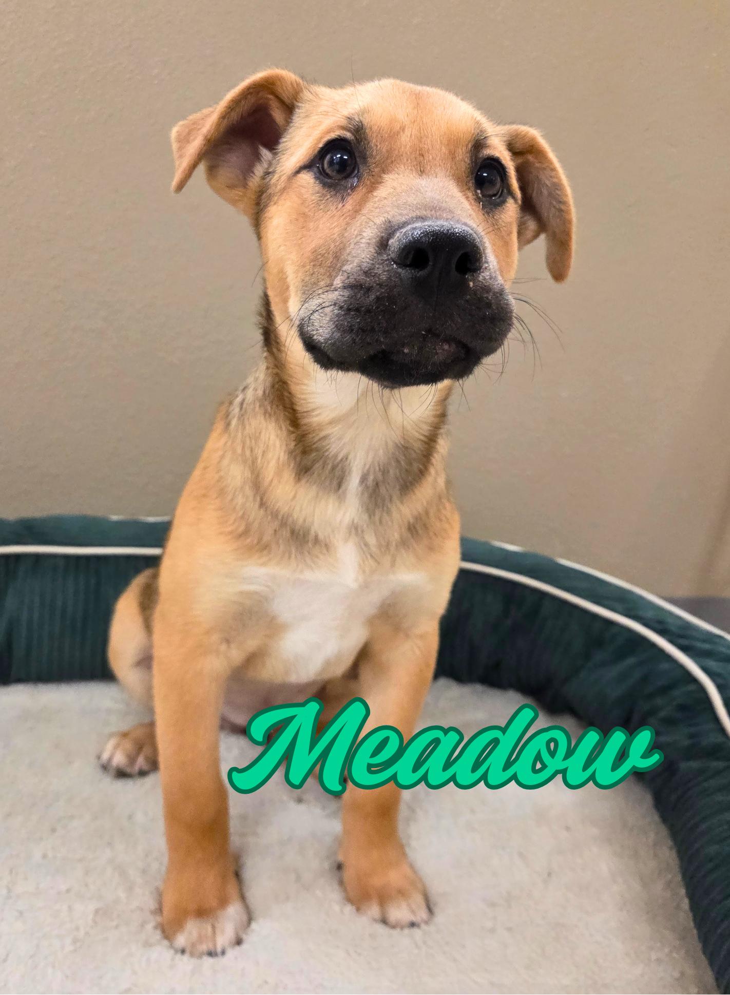 Meadow, ADOPTABLE, Puppy Female Husky & Pit Bull Terrier.