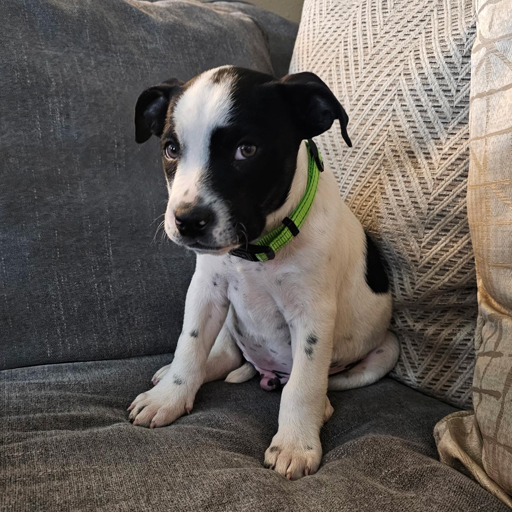 Nosey — thumbnail 2