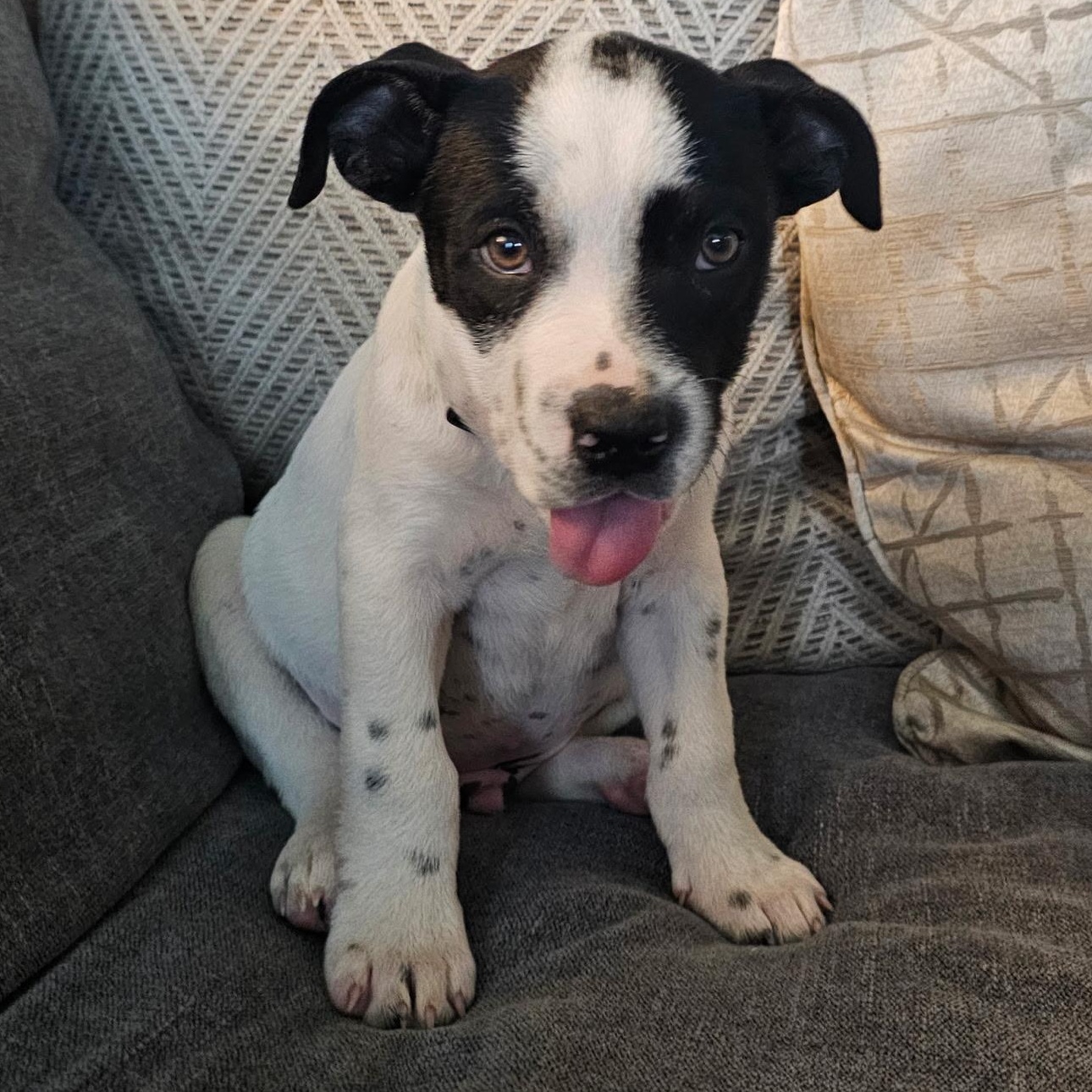 Nosey — thumbnail 3