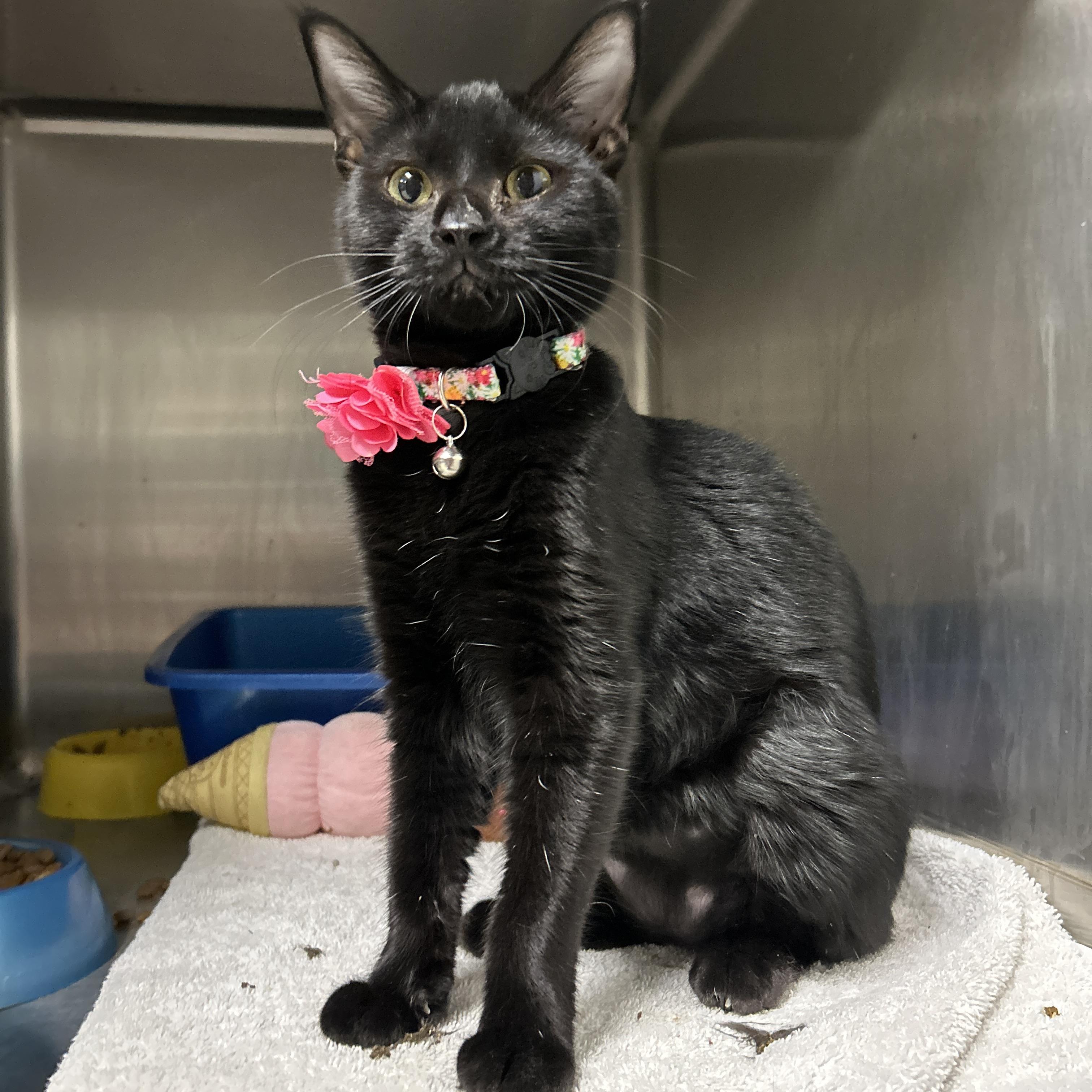 Enlarge Weiser, a Adoptable Domestic Short Hair in La Grange Park, IL image 1/5