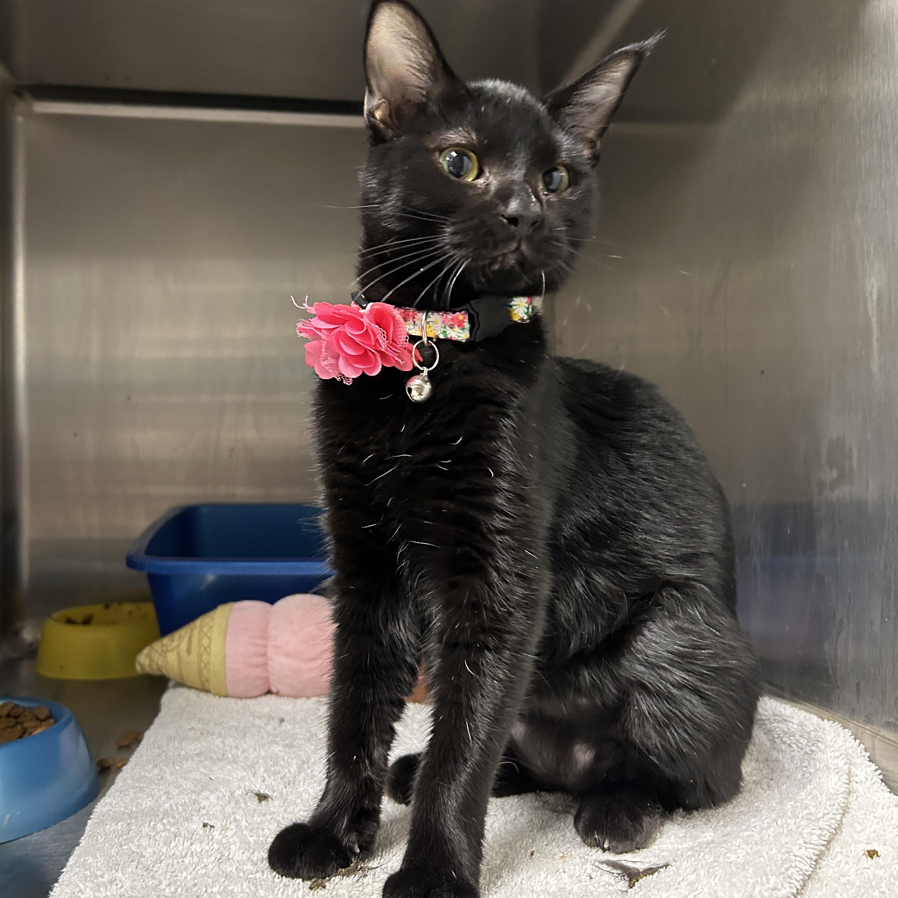 Enlarge Weiser, a Adoptable Domestic Short Hair in La Grange Park, IL image 2/5