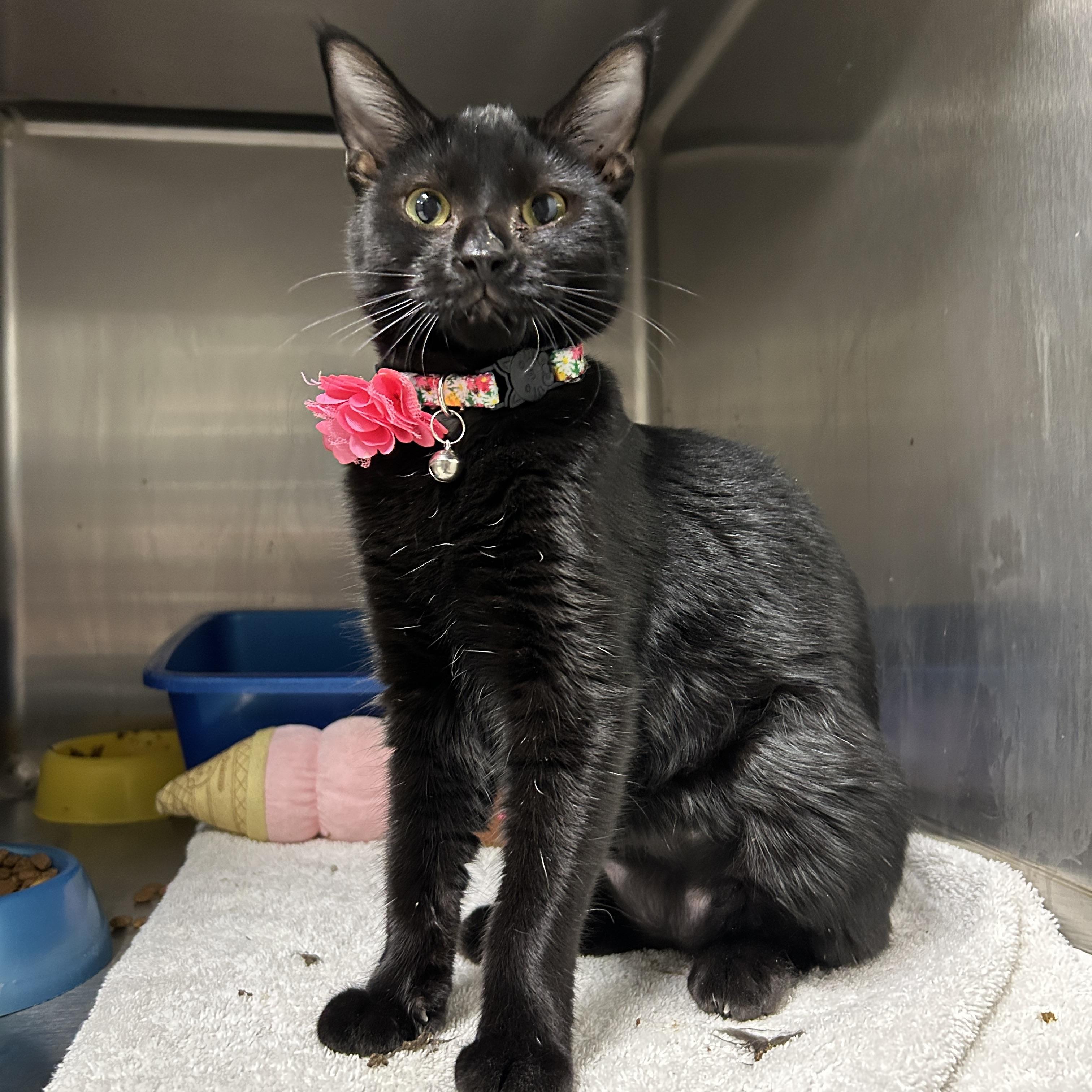 Enlarge Weiser, a Adoptable Domestic Short Hair in La Grange Park, IL image 3/5