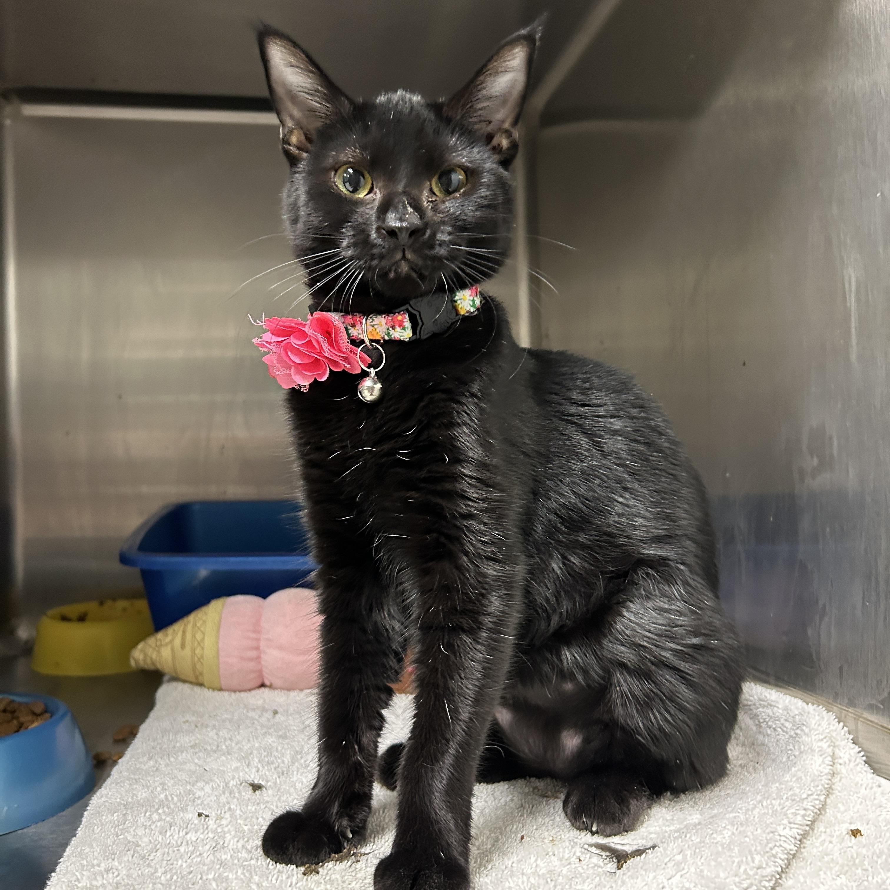 Enlarge Weiser, a Adoptable Domestic Short Hair in La Grange Park, IL image 4/5