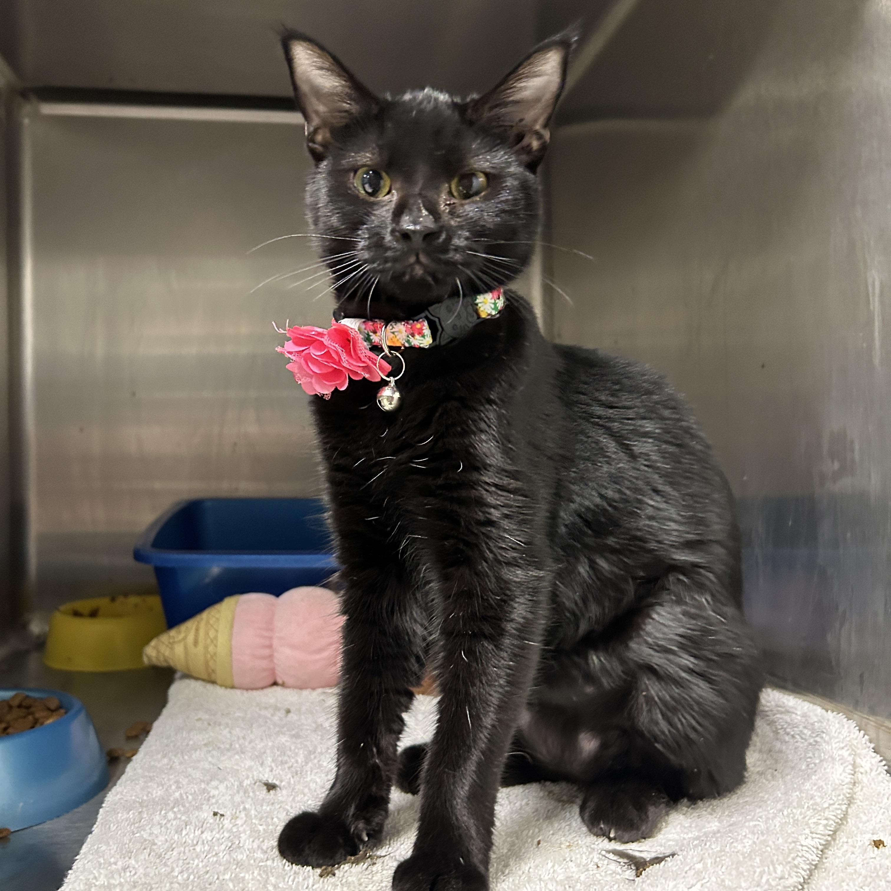 Enlarge Weiser, a Adoptable Domestic Short Hair in La Grange Park, IL image 5/5