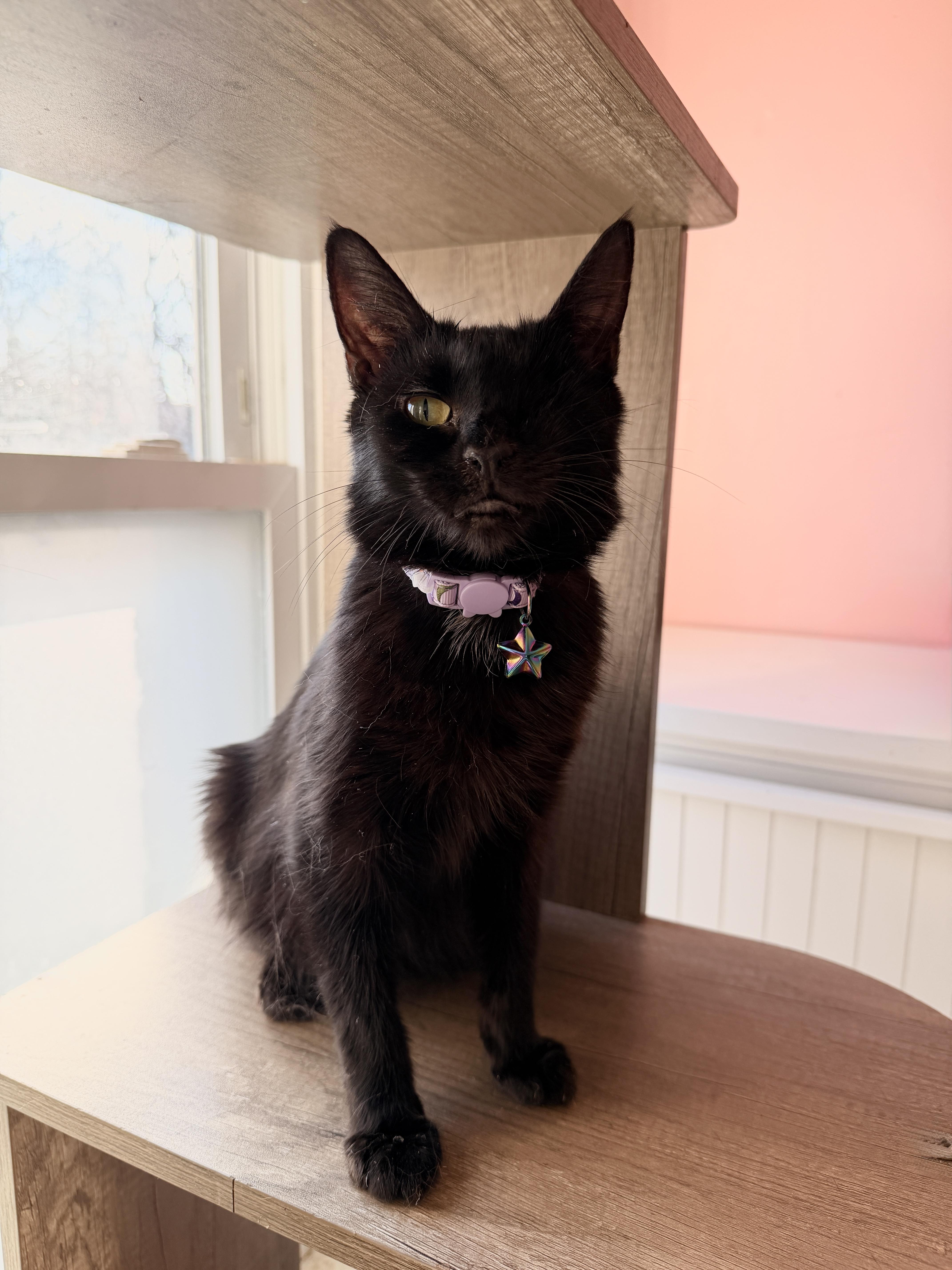 SCARLETT, ADOPTABLE, Young Female Domestic Short Hair.