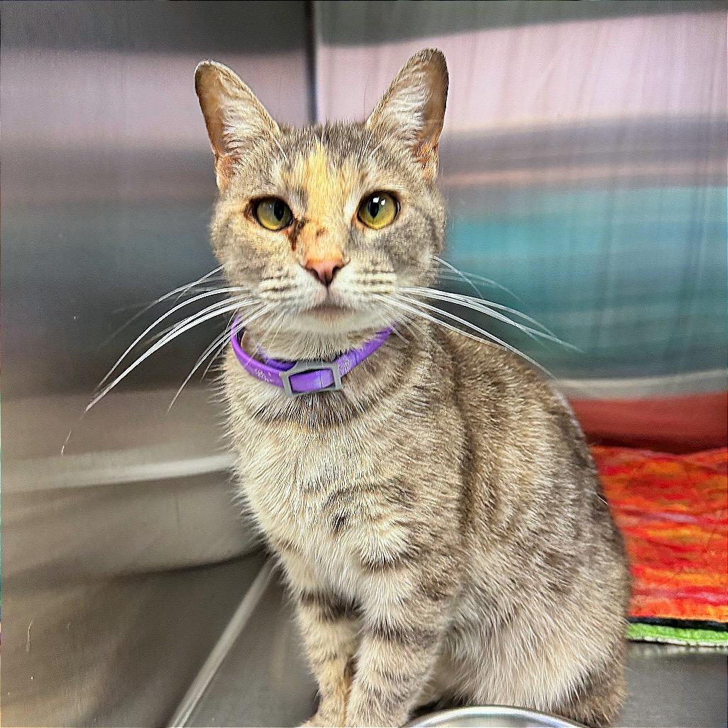 Vallory, Adoptable, Young Female Domestic Long Hair.