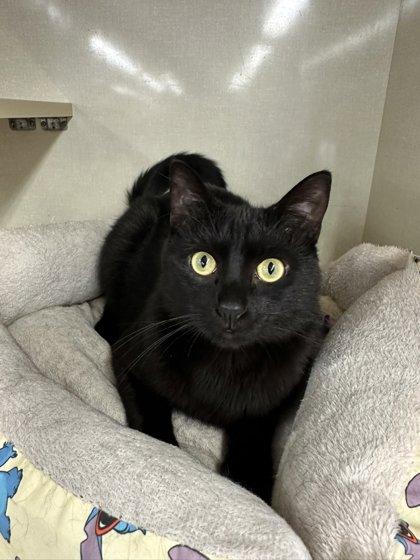 Enlarge Sheldon, a Adoptable mixed breed in Beatrice, NE image 1/2