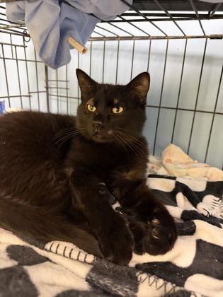 Sheldon, Adoptable, Adult Male Domestic Short Hair & Domestic Short Hair.
