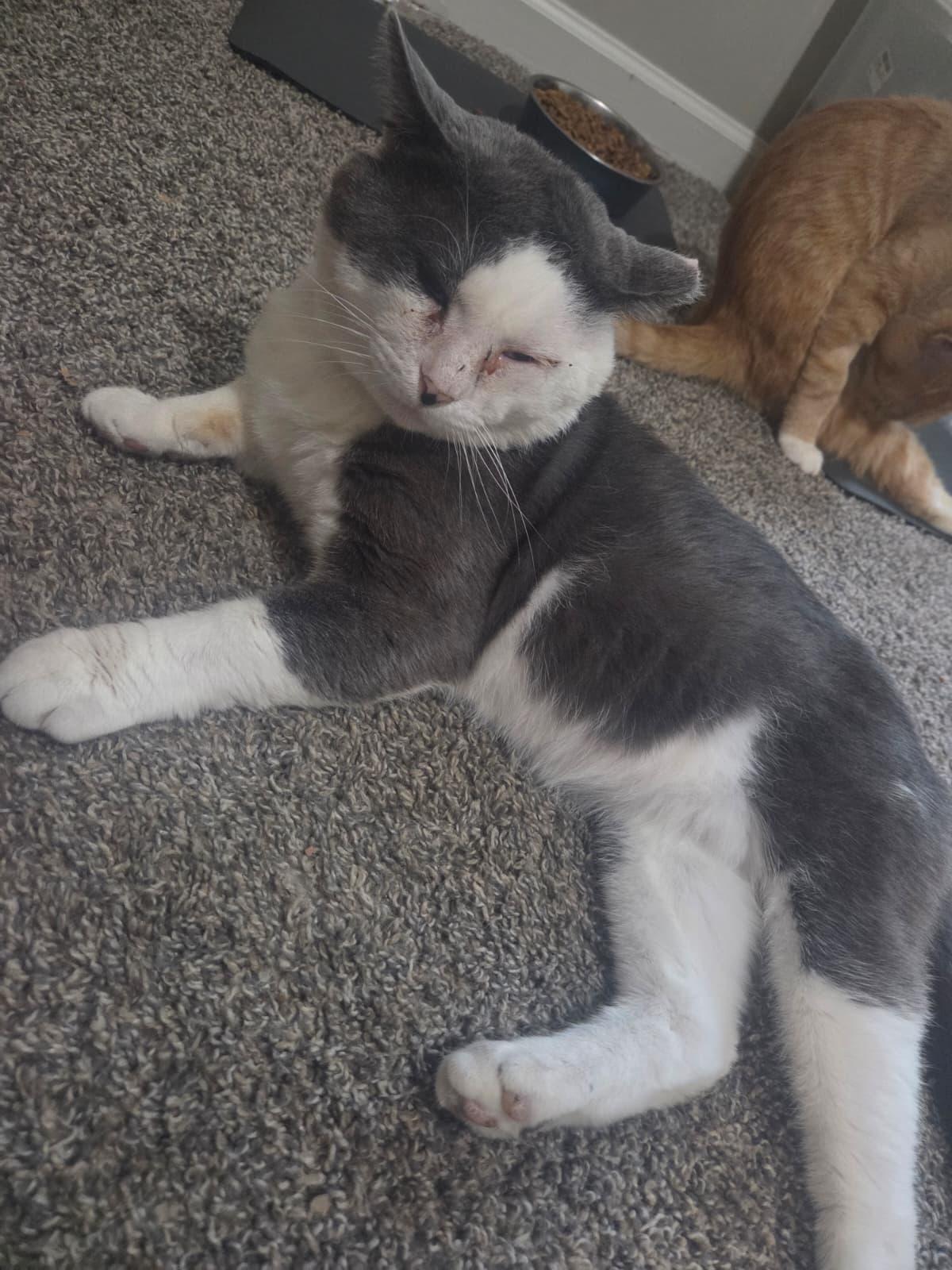 Coconut, a ADOPTABLE Domestic Short Hair in Sandy Springs, GA image 4/6
