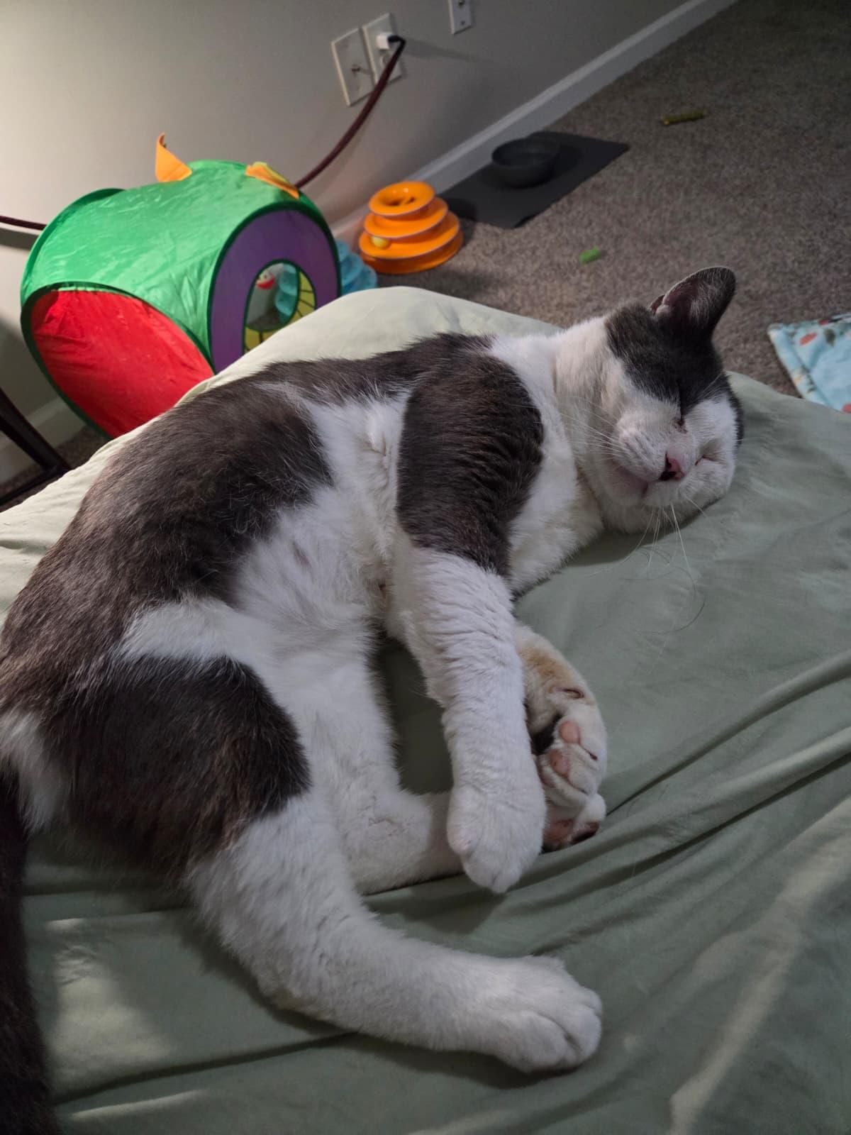 Coconut, a ADOPTABLE Domestic Short Hair in Sandy Springs, GA image 1/6