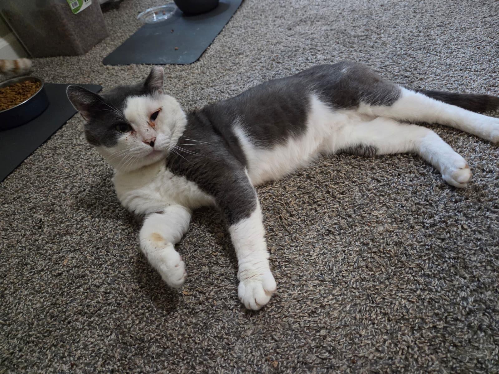 Coconut, a ADOPTABLE Domestic Short Hair in Sandy Springs, GA image 6/6