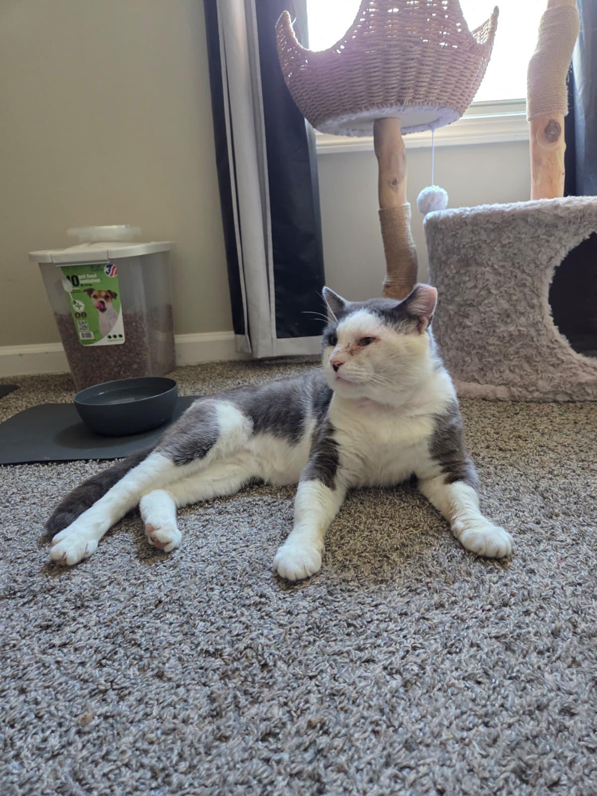 Coconut, a ADOPTABLE Domestic Short Hair in Sandy Springs, GA image 3/6