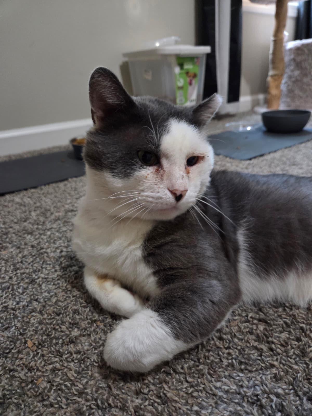 Coconut, a ADOPTABLE Domestic Short Hair in Sandy Springs, GA image 5/6