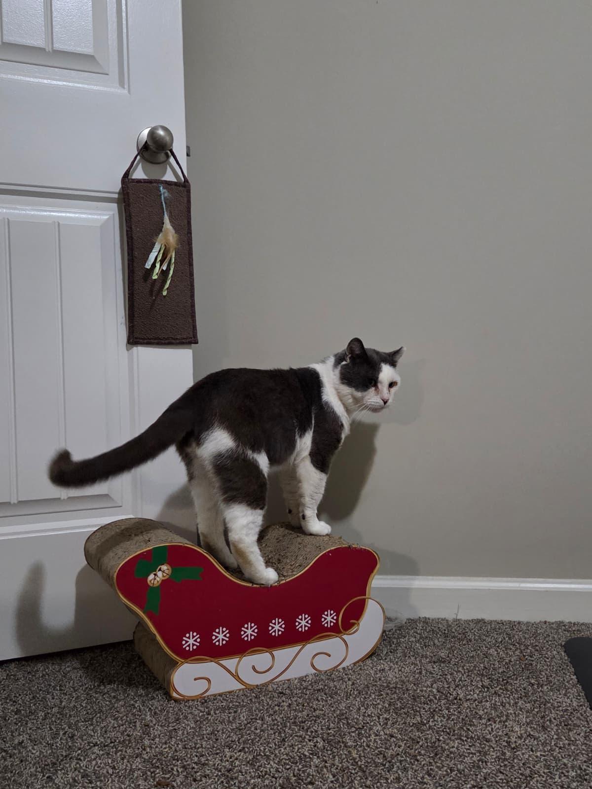 Coconut, a ADOPTABLE Domestic Short Hair in Sandy Springs, GA image 2/6