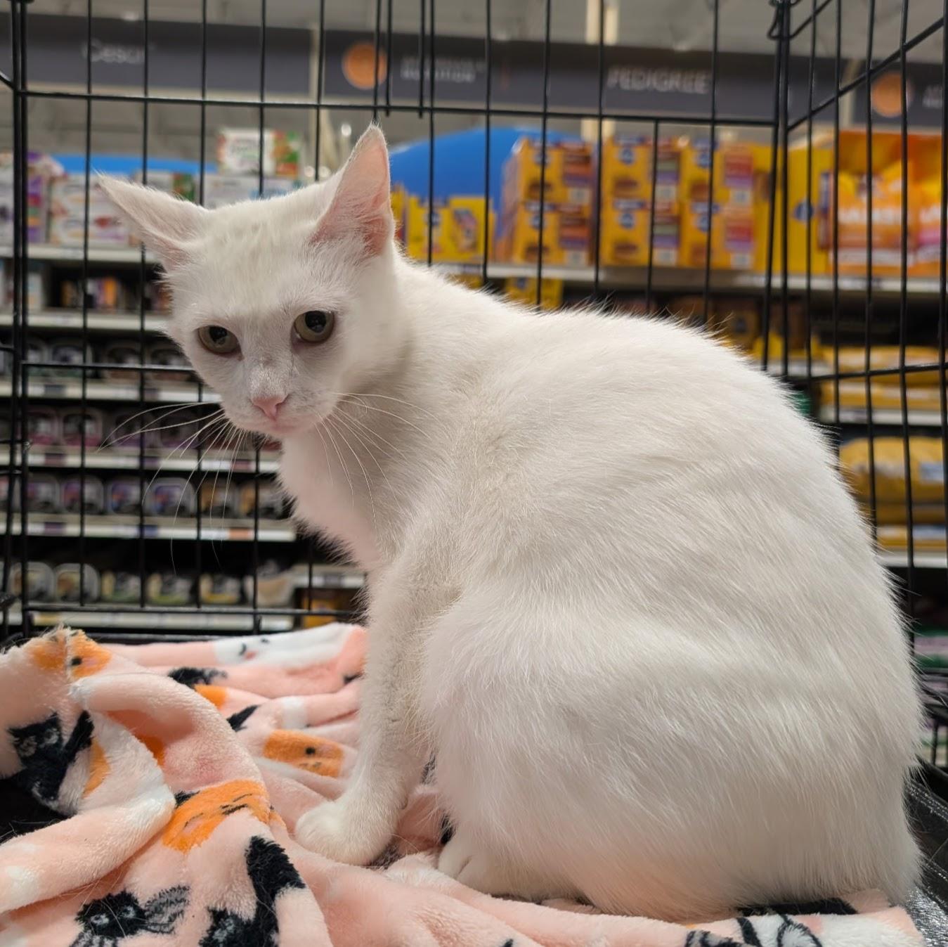 Duchess, Adopted, Adult Female Domestic Short Hair.