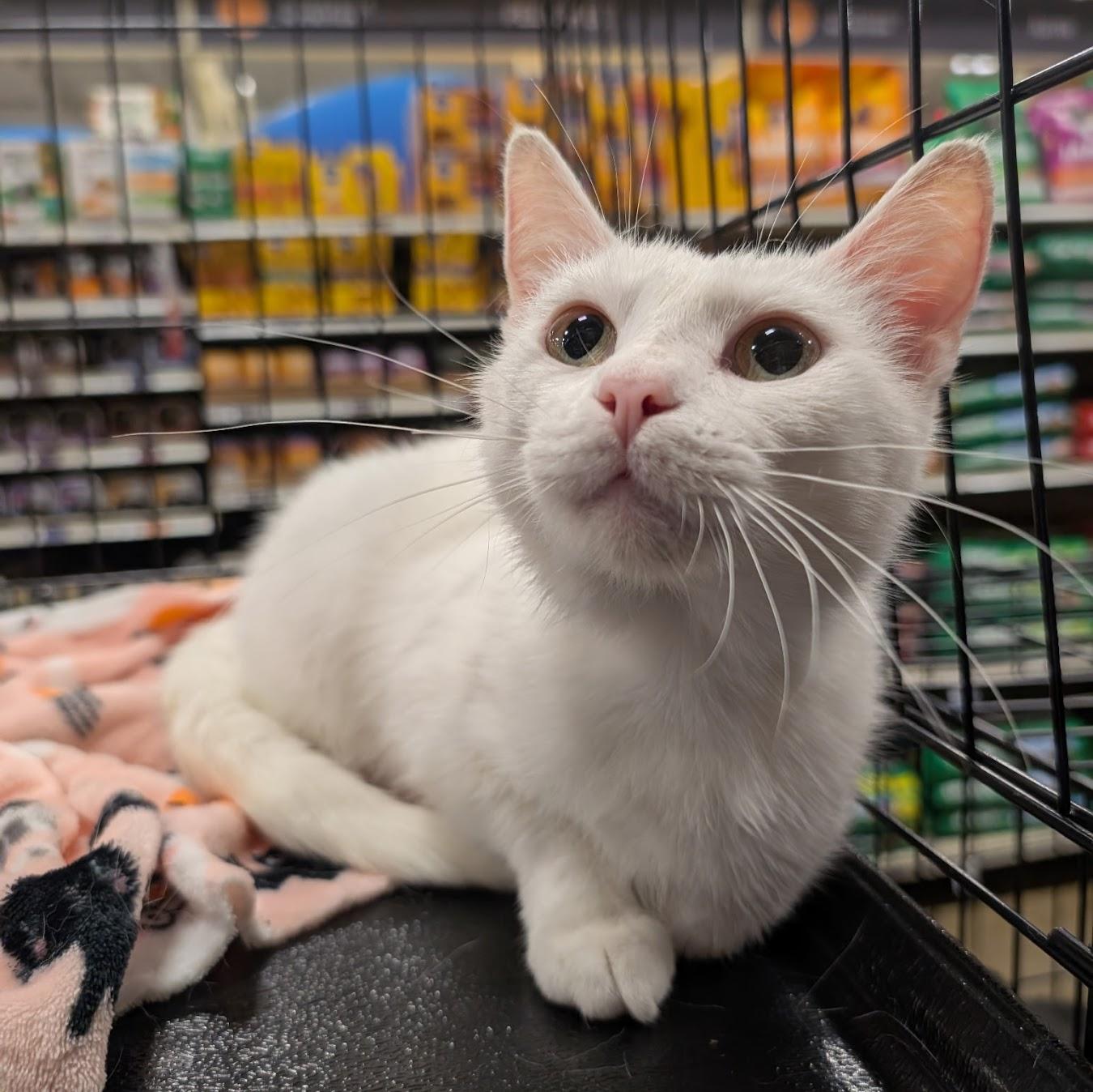 Enlarge Duchess, a Adopted Domestic Short Hair in Norwood, OH image 2/3