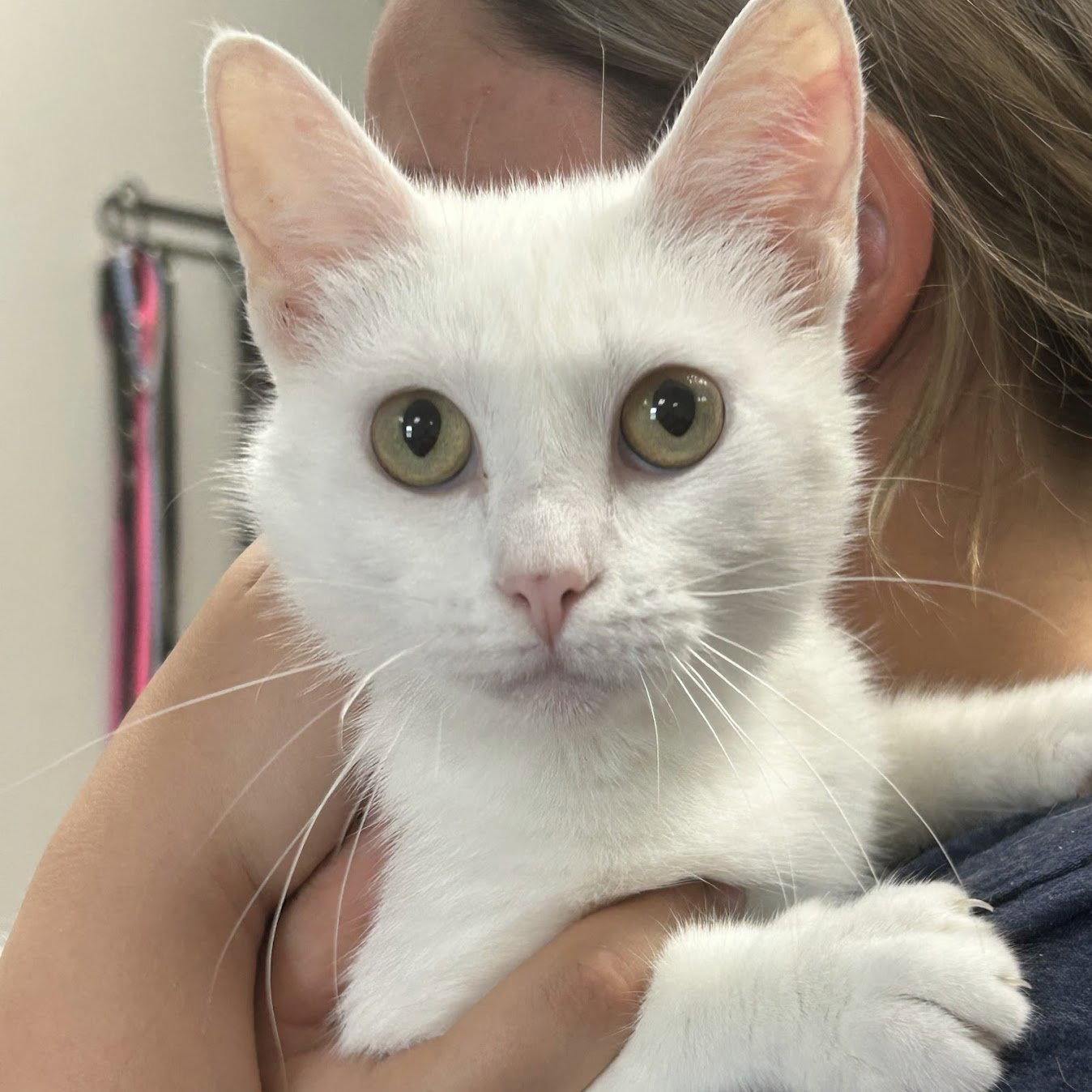 Enlarge Duchess, a Adopted Domestic Short Hair in Norwood, OH image 3/3