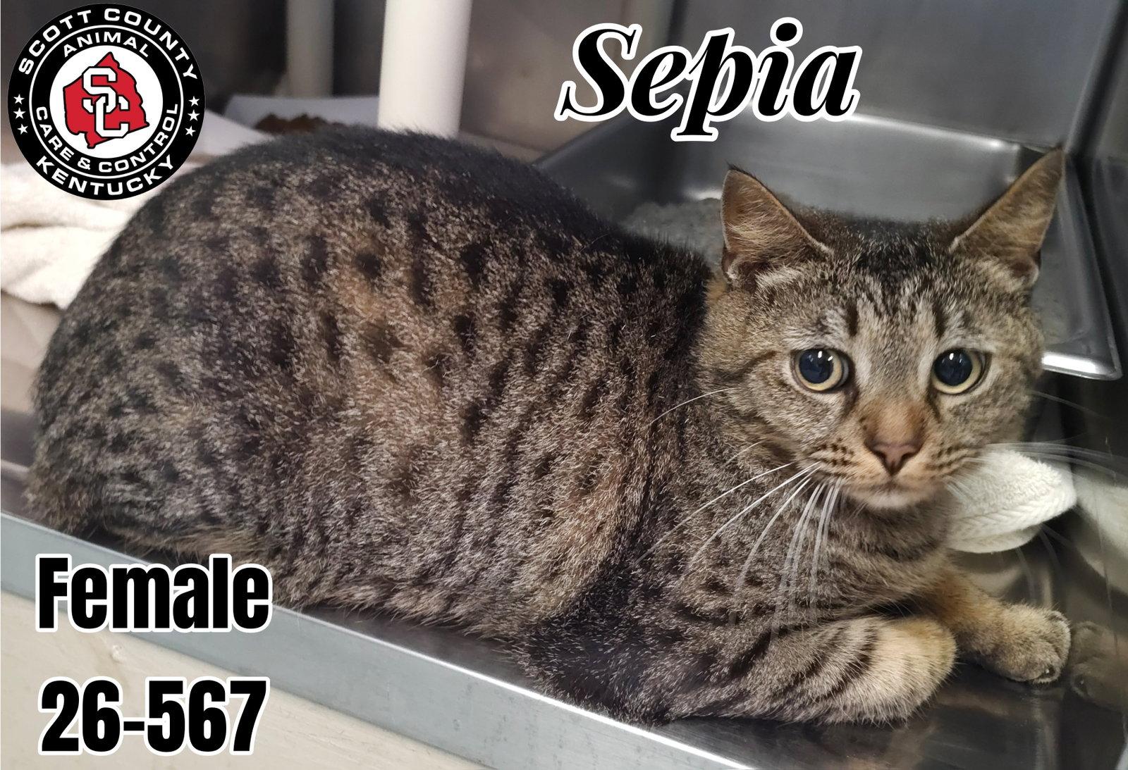 Sepia, Adopted, Adult Female Domestic Short Hair.