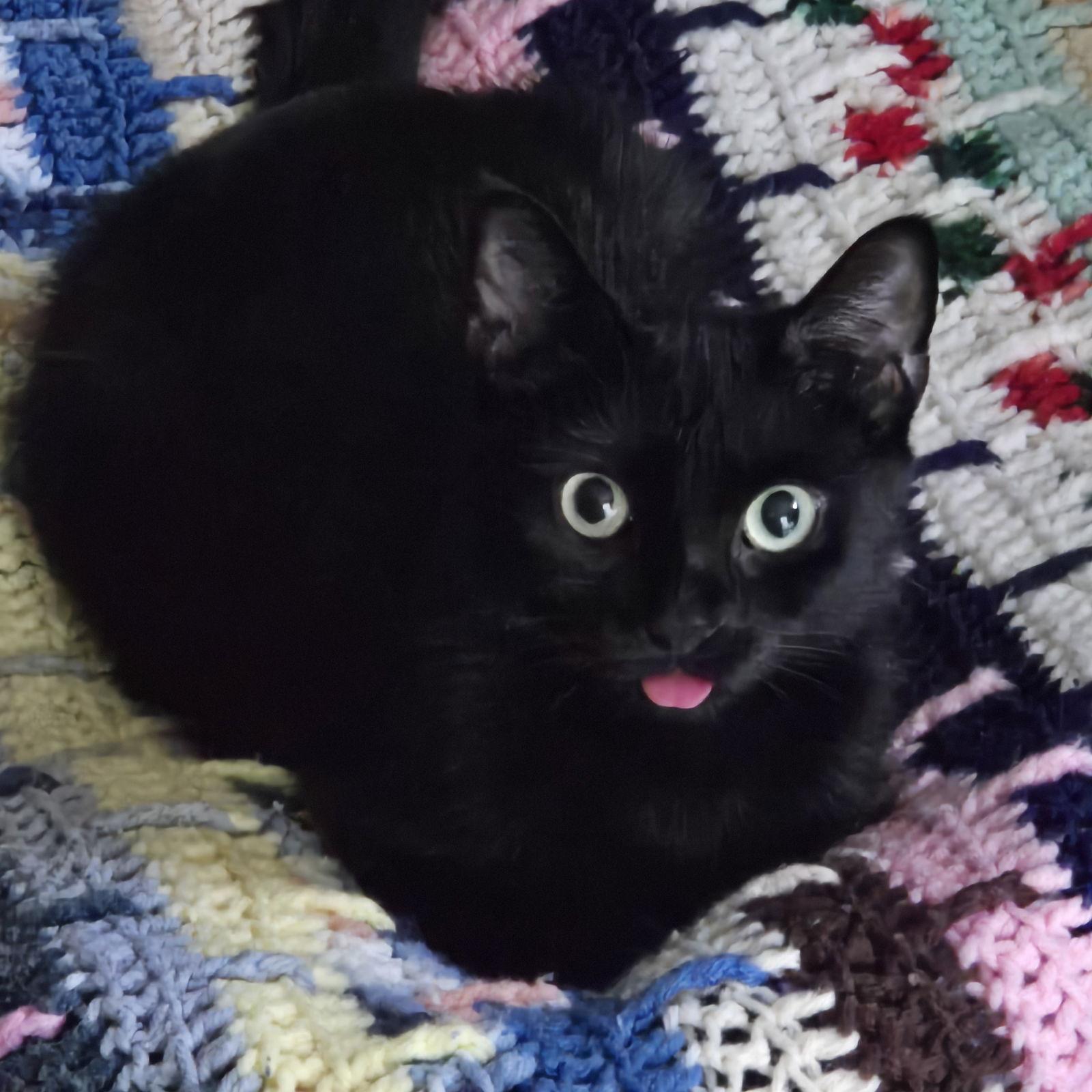 Enlarge Philomena, a Adoptable Domestic Short Hair in Rochester, NY image 1/3