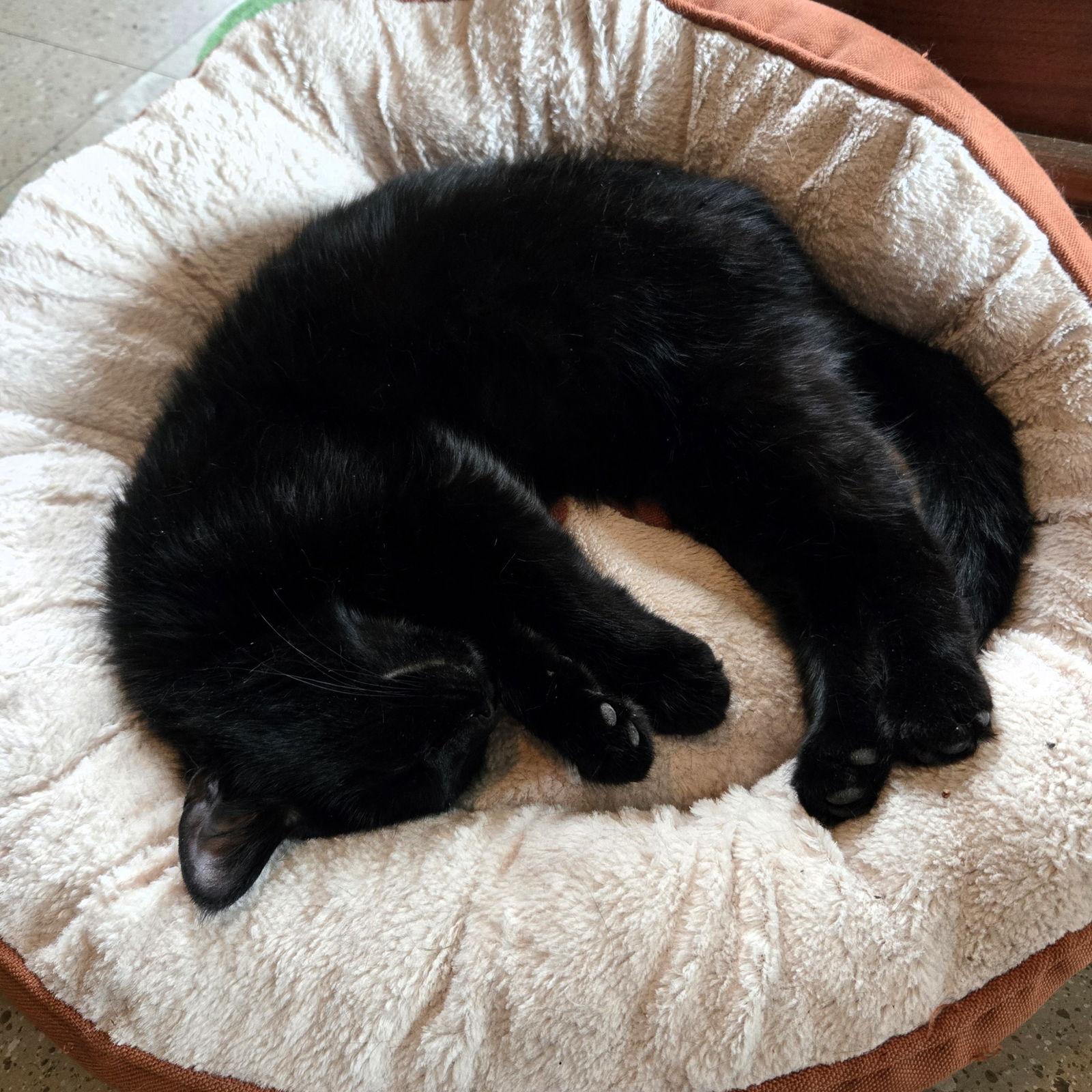 Enlarge Philomena, a Adoptable Domestic Short Hair in Rochester, NY image 2/3