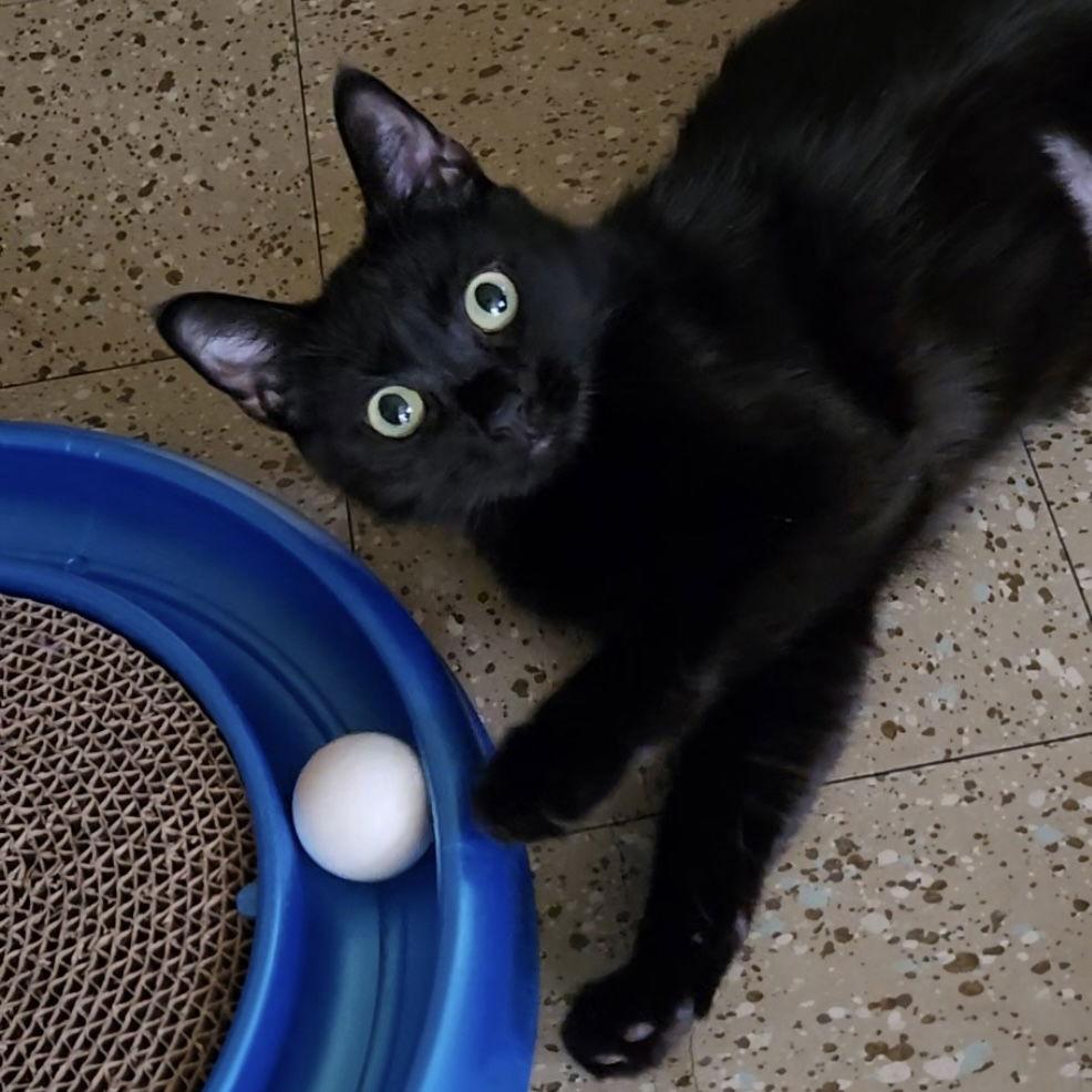 Philomena, a Adoptable Domestic Short Hair in Rochester, NY image 2/3