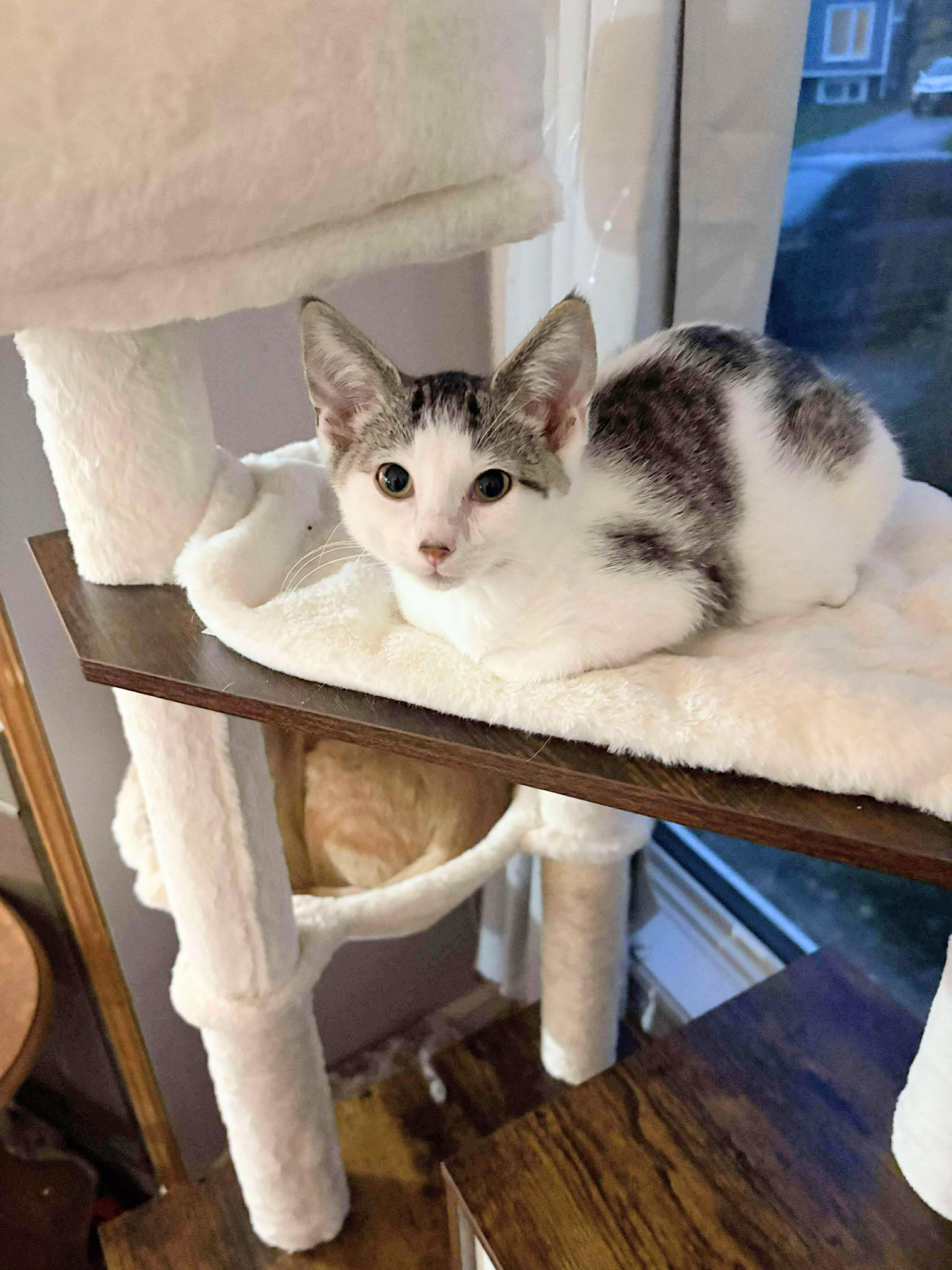 Brambleberry, a Adoptable Domestic Short Hair in Winnipeg, MB image 2/5