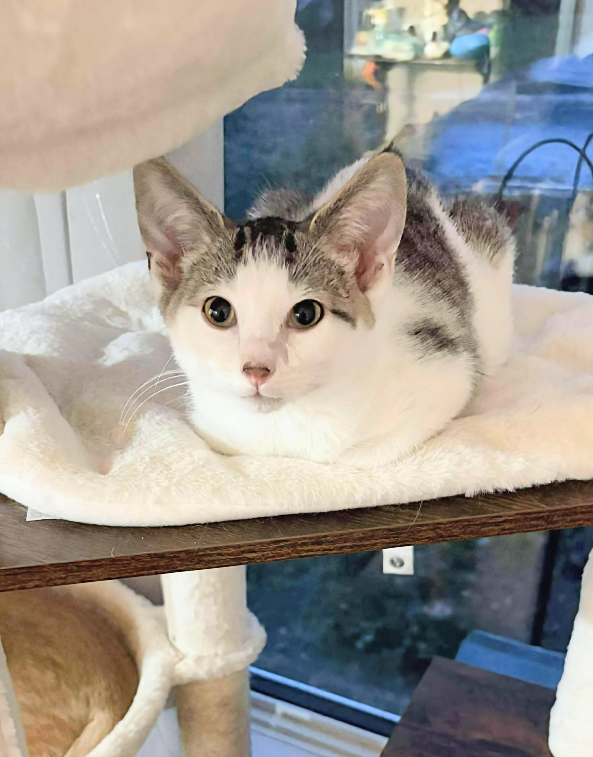 Brambleberry, an adoptable Domestic Short Hair in Winnipeg, MB, R2L 0L6 | Photo Image 4