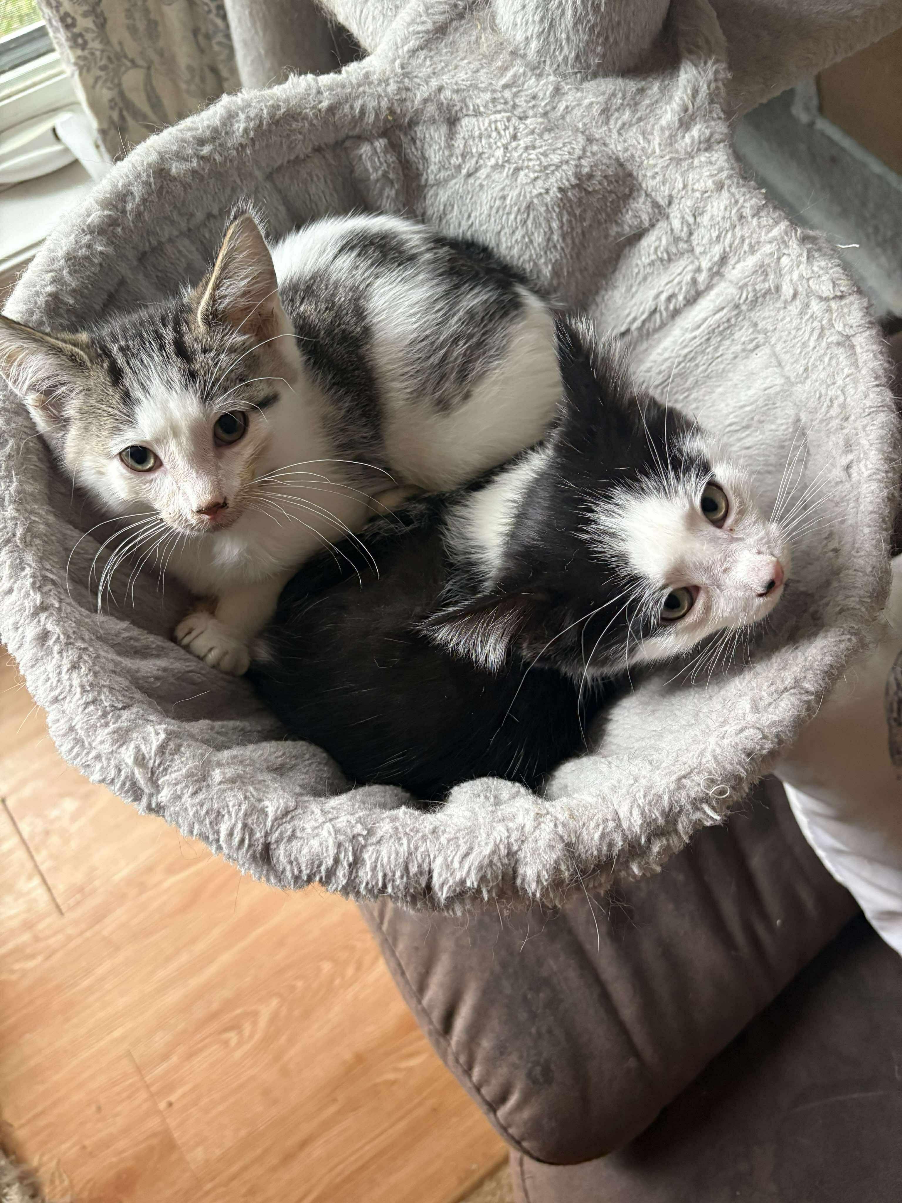 Brambleberry, an adoptable Domestic Short Hair in Winnipeg, MB, R2L 0L6 | Photo Image 2