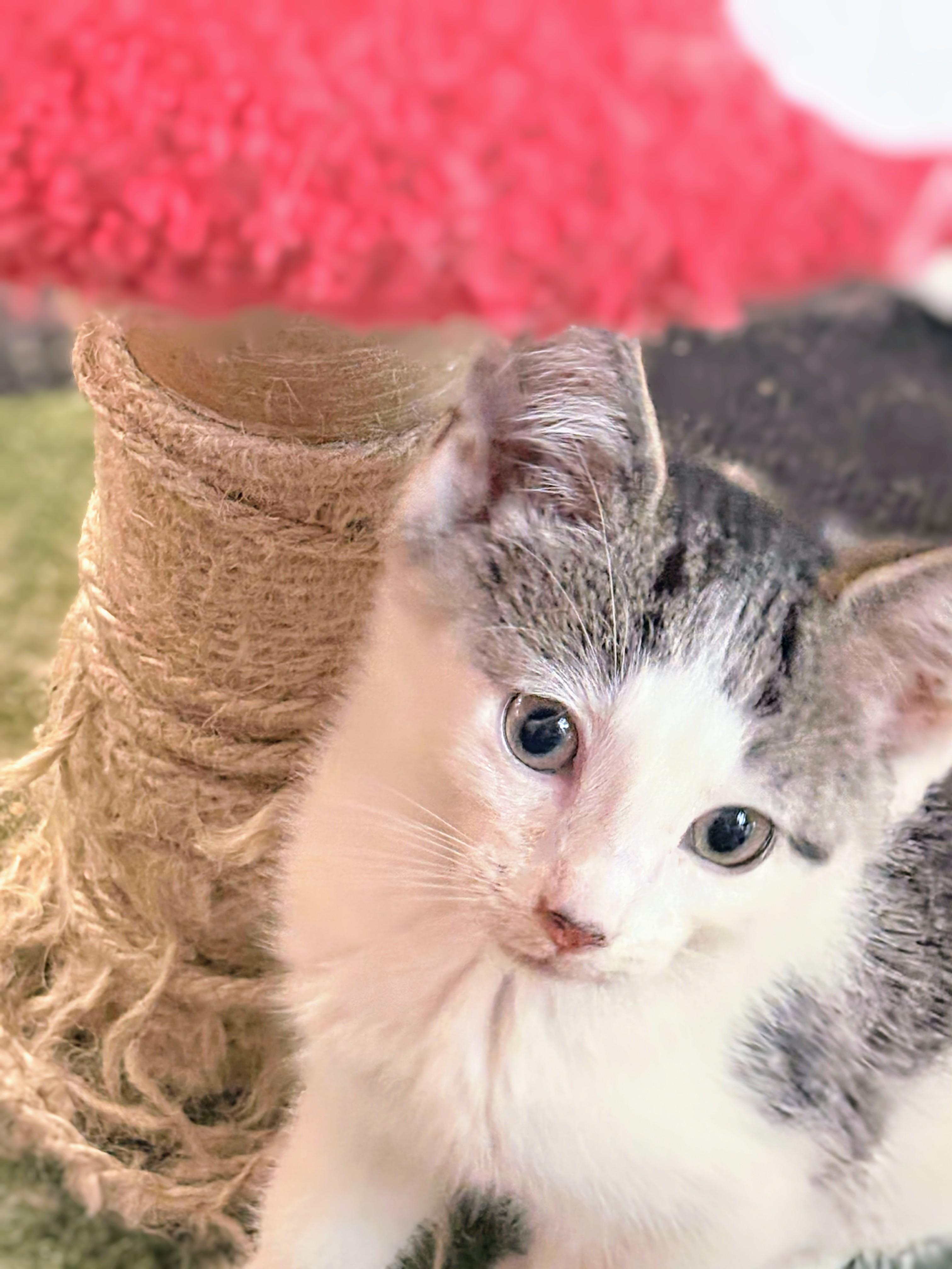 Brambleberry, an adoptable Domestic Short Hair in Winnipeg, MB, R2L 0L6 | Photo Image 3