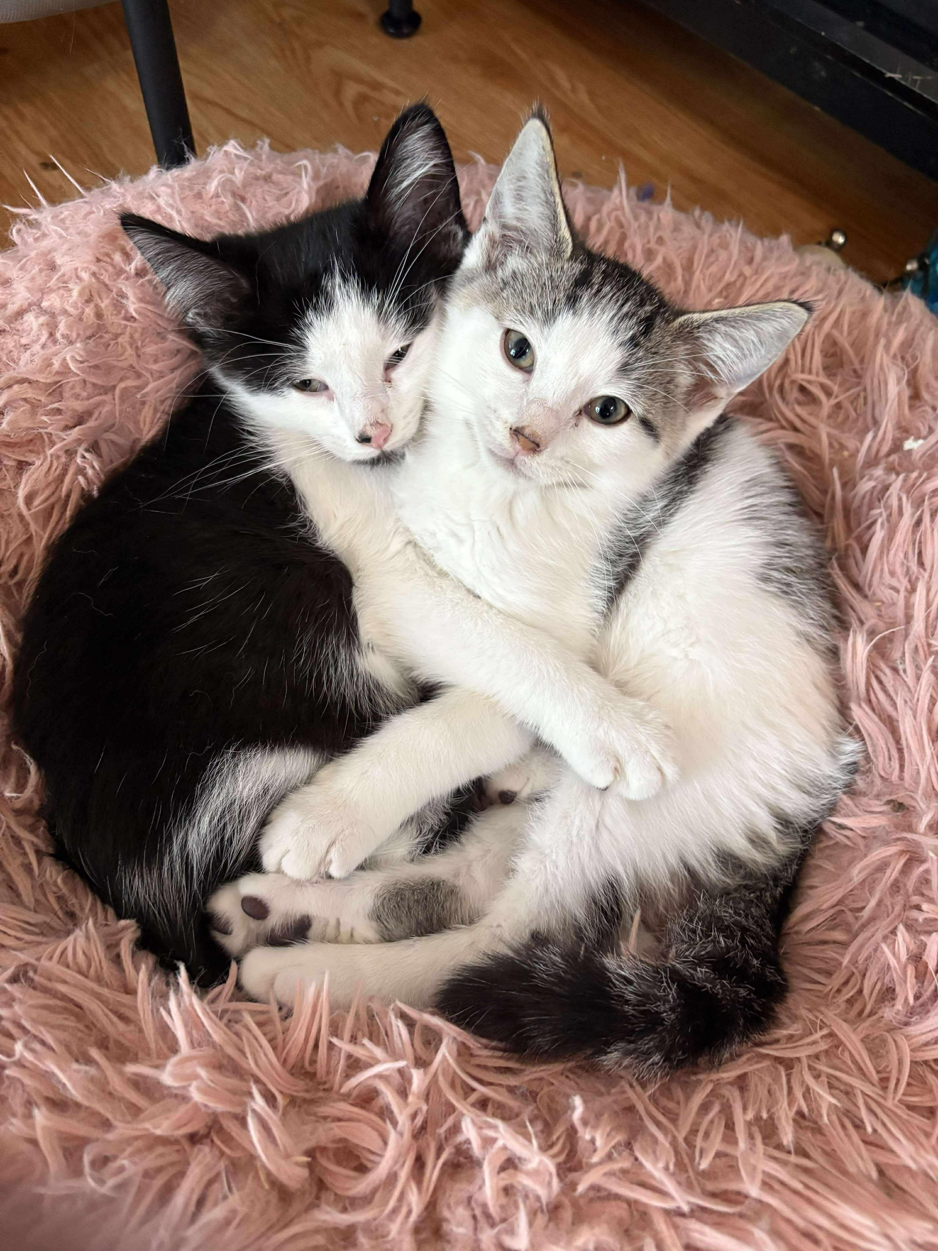 Brambleberry, a Adoptable Domestic Short Hair in Winnipeg, MB image 5/5