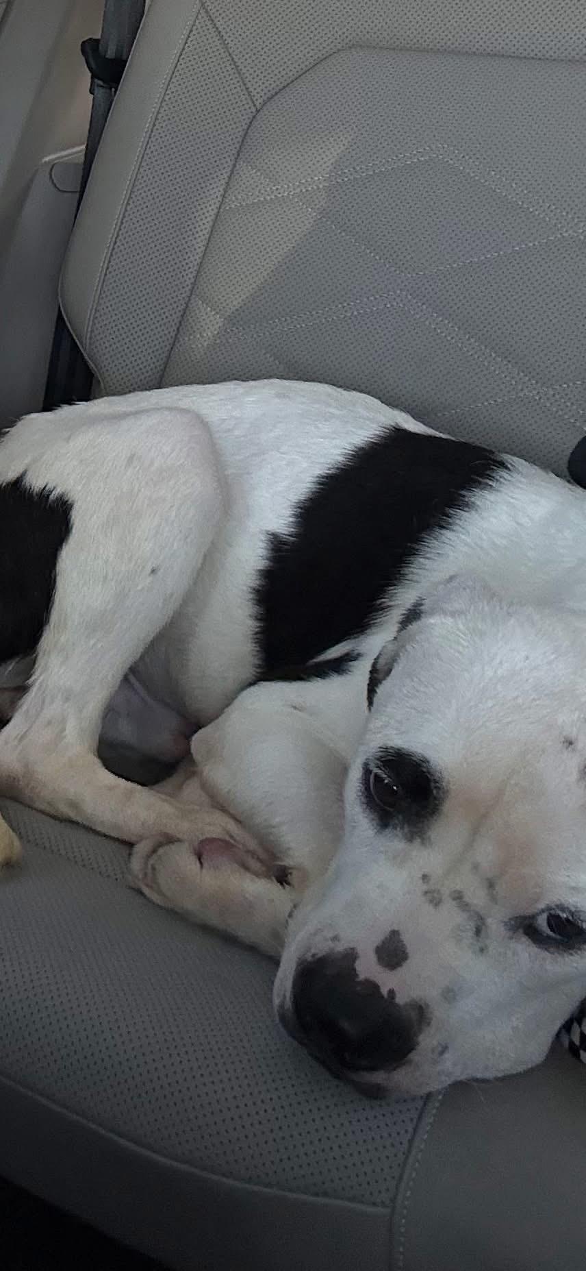 Enlarge Dylan, a Adoptable Mixed Breed in gibbstown, NJ image 2/6