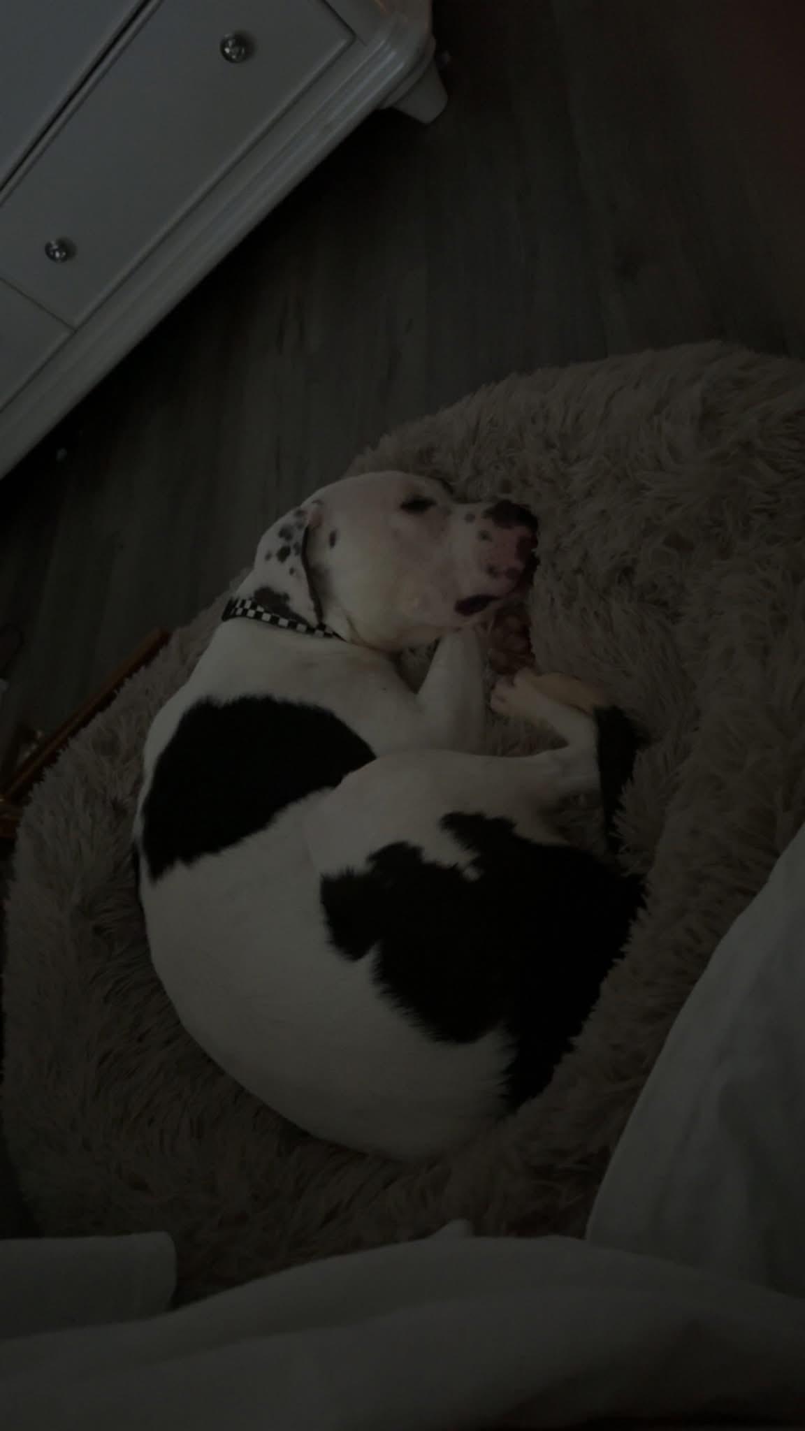 Enlarge Dylan, a Adoptable Mixed Breed in gibbstown, NJ image 3/6