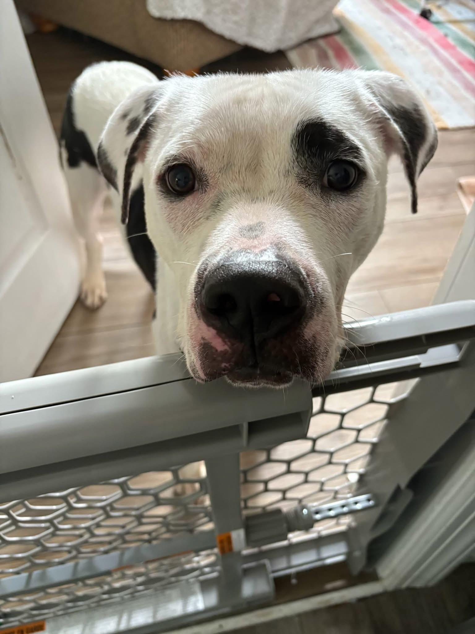 Dylan, Adoptable, Young Male Mixed Breed.