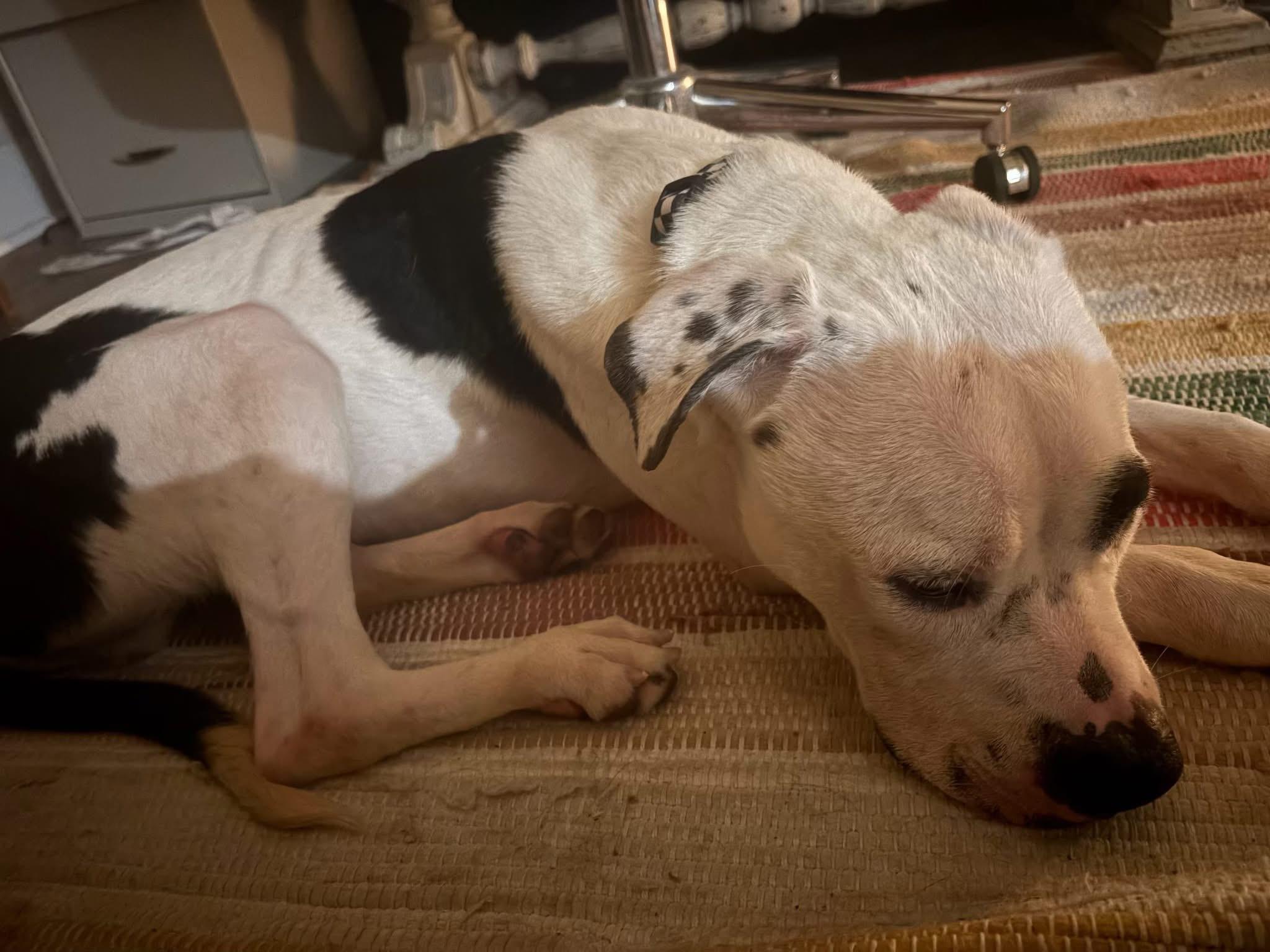 Enlarge Dylan, a Adoptable Mixed Breed in gibbstown, NJ image 4/6