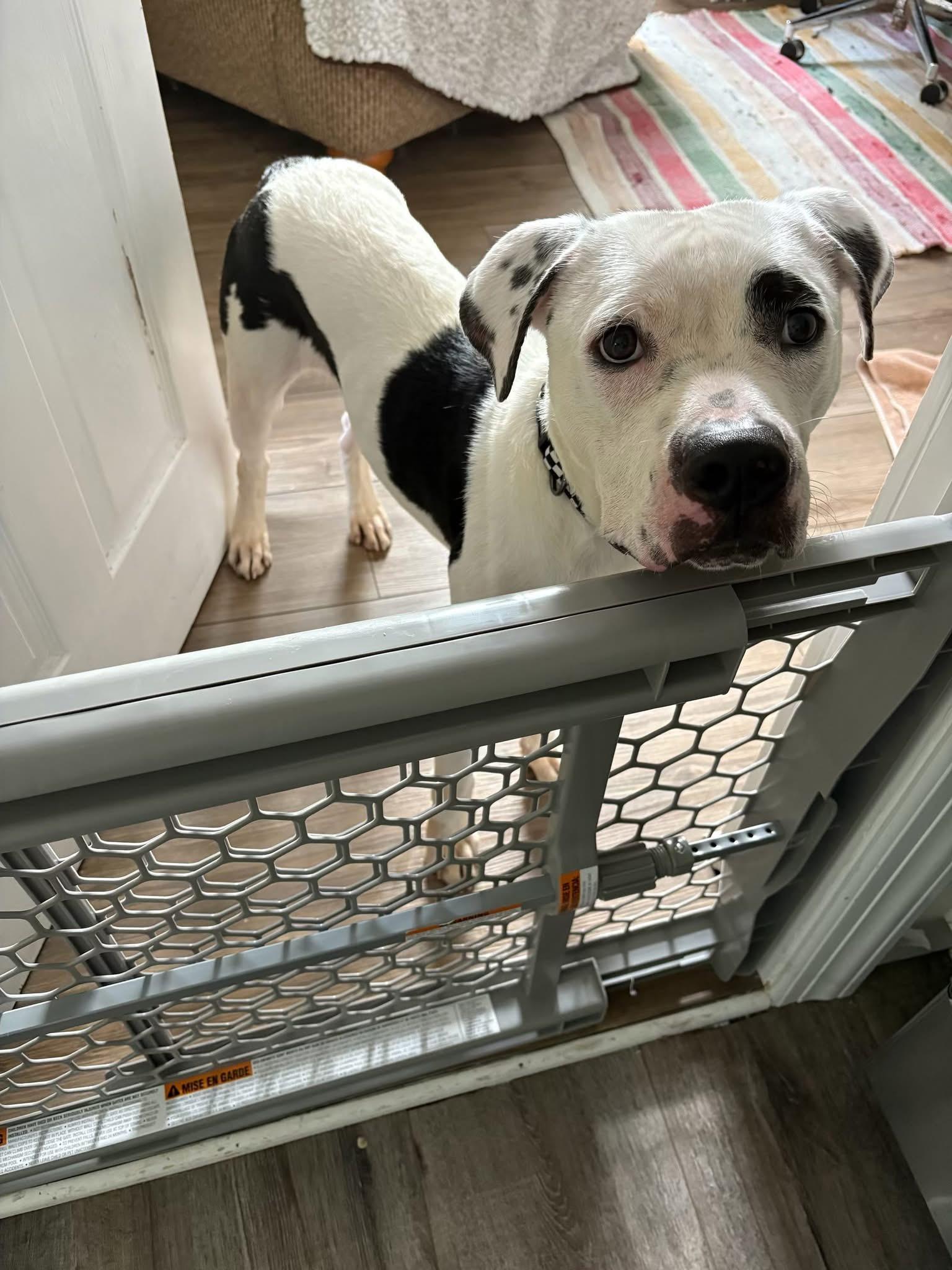 Enlarge Dylan, a Adoptable Mixed Breed in gibbstown, NJ image 5/6