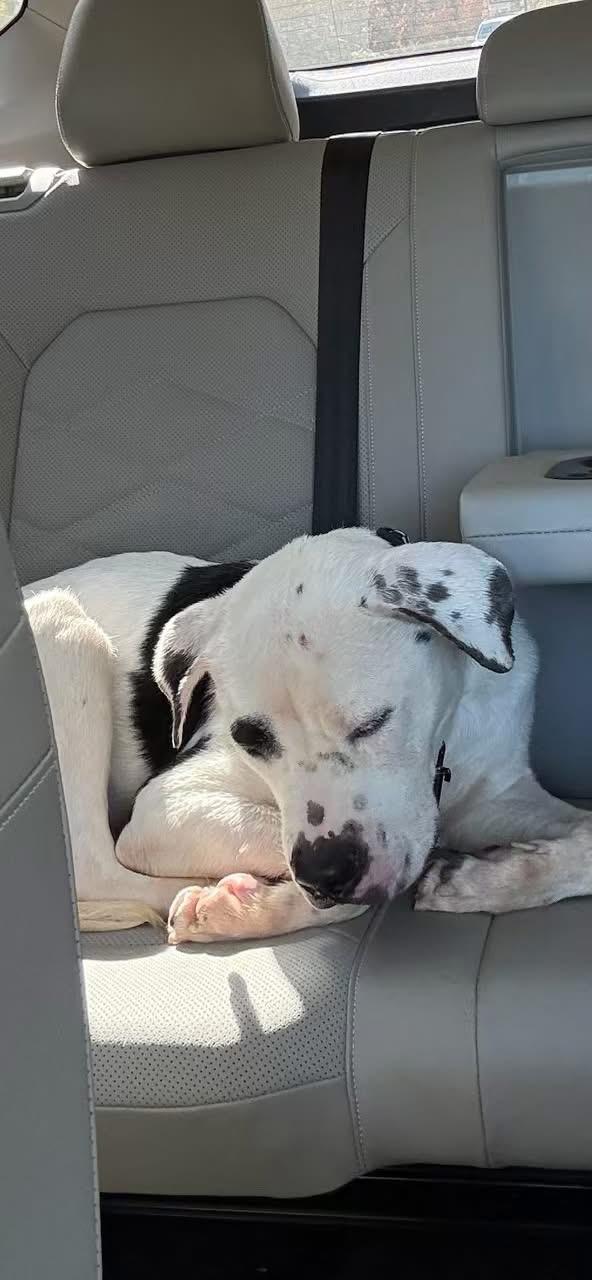 Enlarge Dylan, a Adoptable Mixed Breed in gibbstown, NJ image 6/6