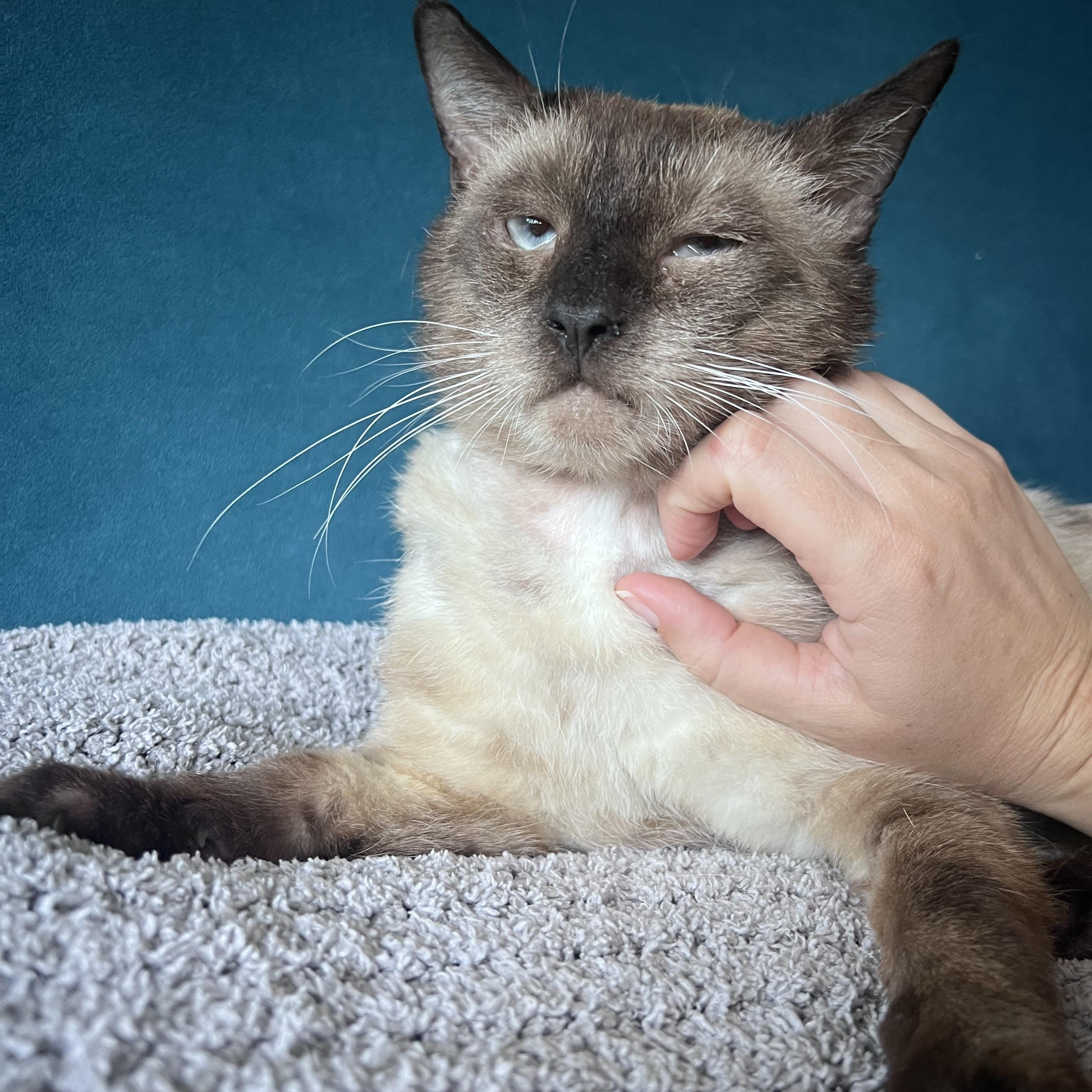 Enlarge Colonel, a Adopted Siamese in Santa Ana, CA image 4/6
