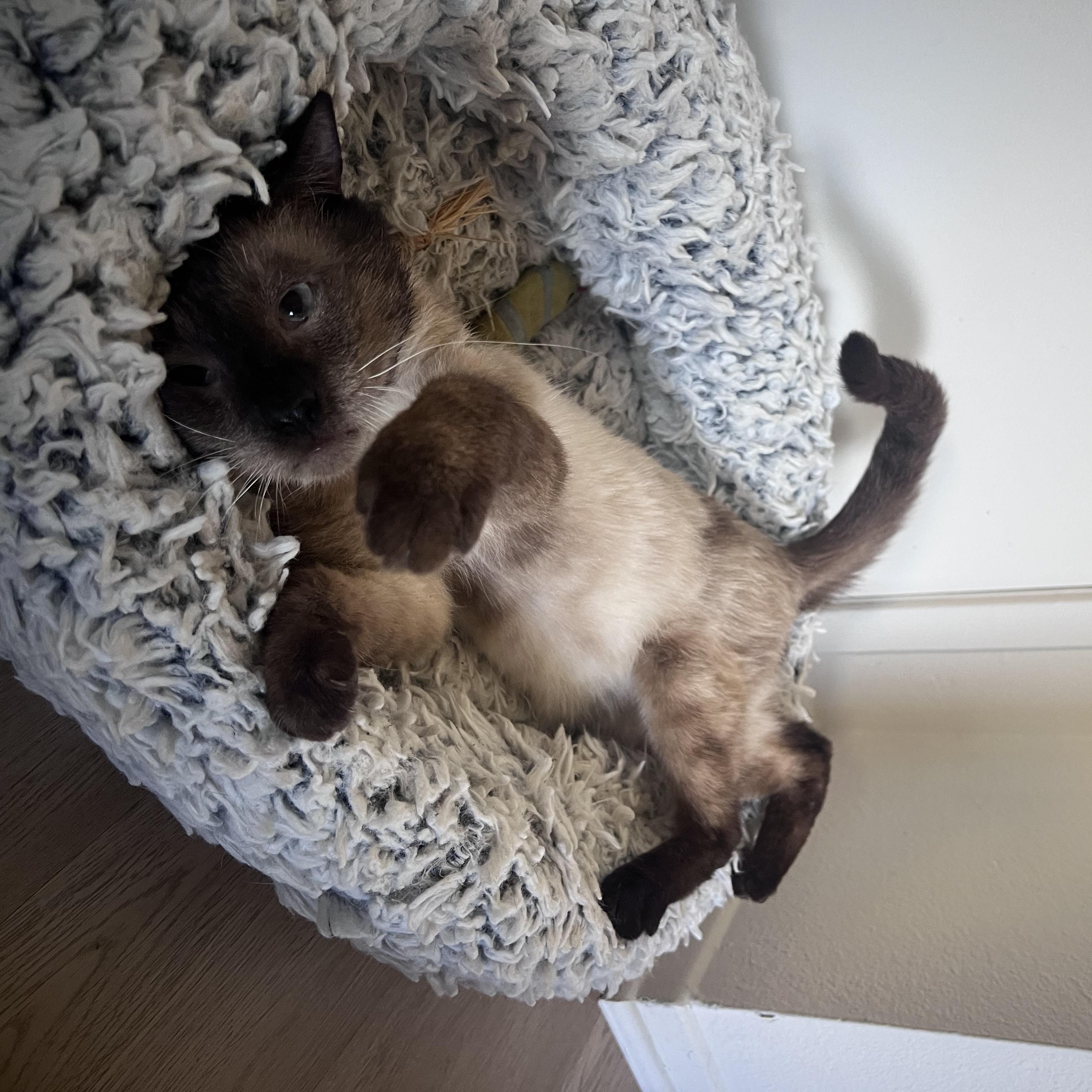 Enlarge Colonel, a Adopted Siamese in Santa Ana, CA image 3/6