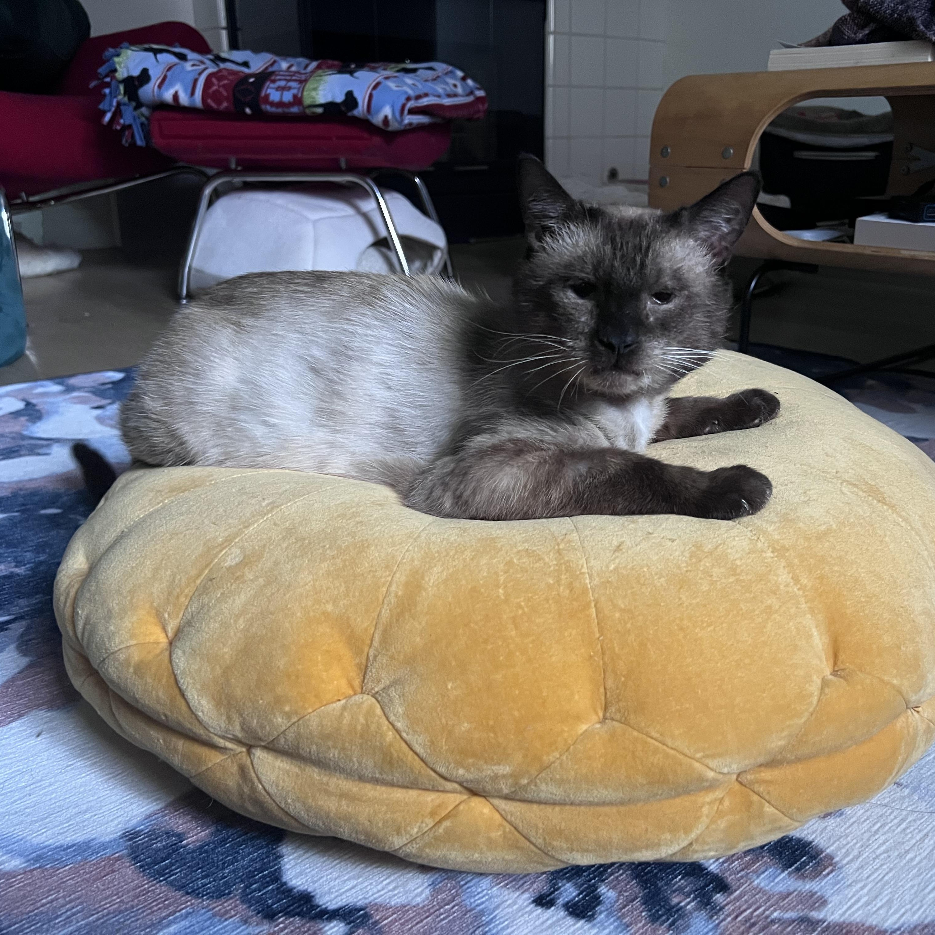Enlarge Colonel, a Adopted Siamese in Santa Ana, CA image 5/6