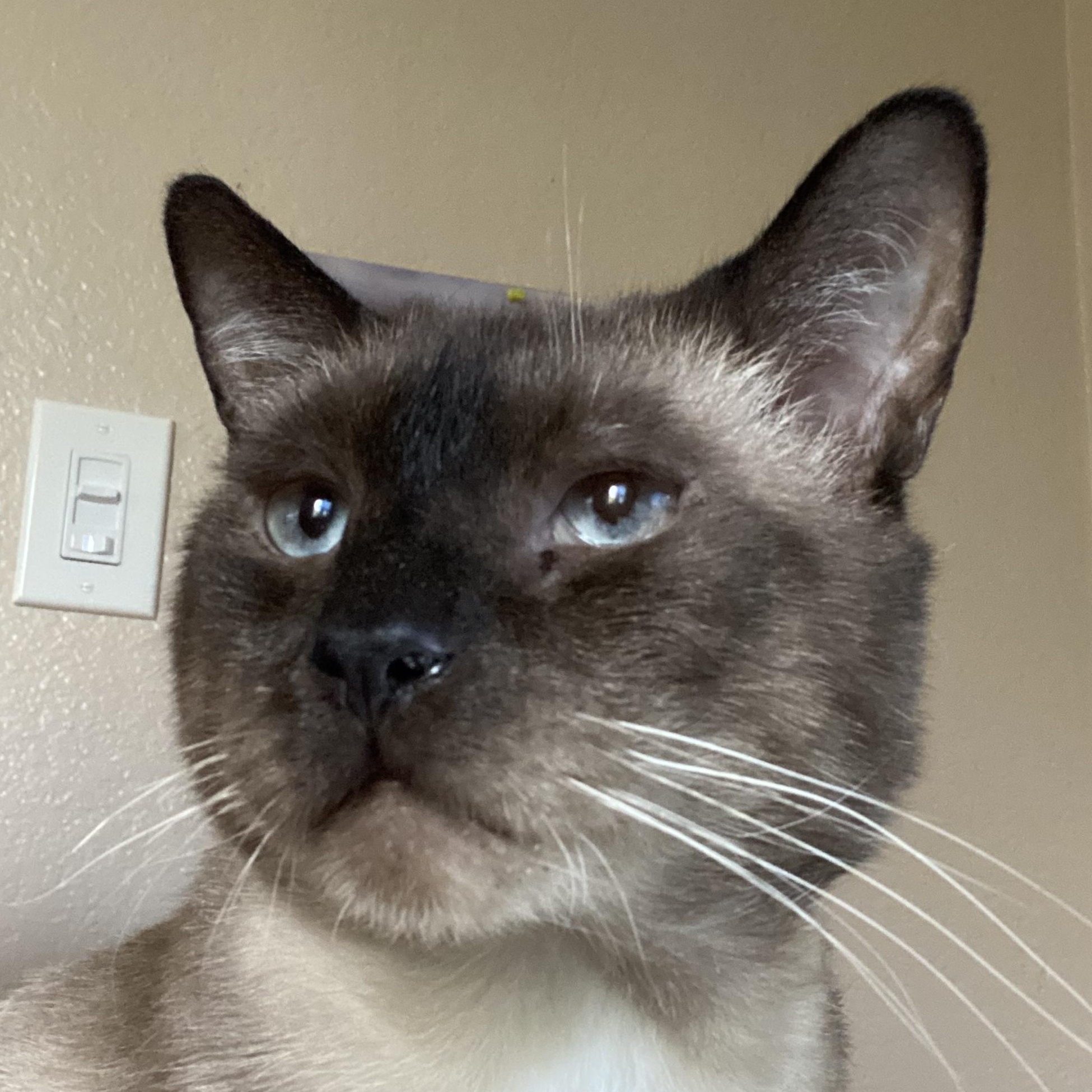 Colonel, Adopted, Adult Male Siamese.