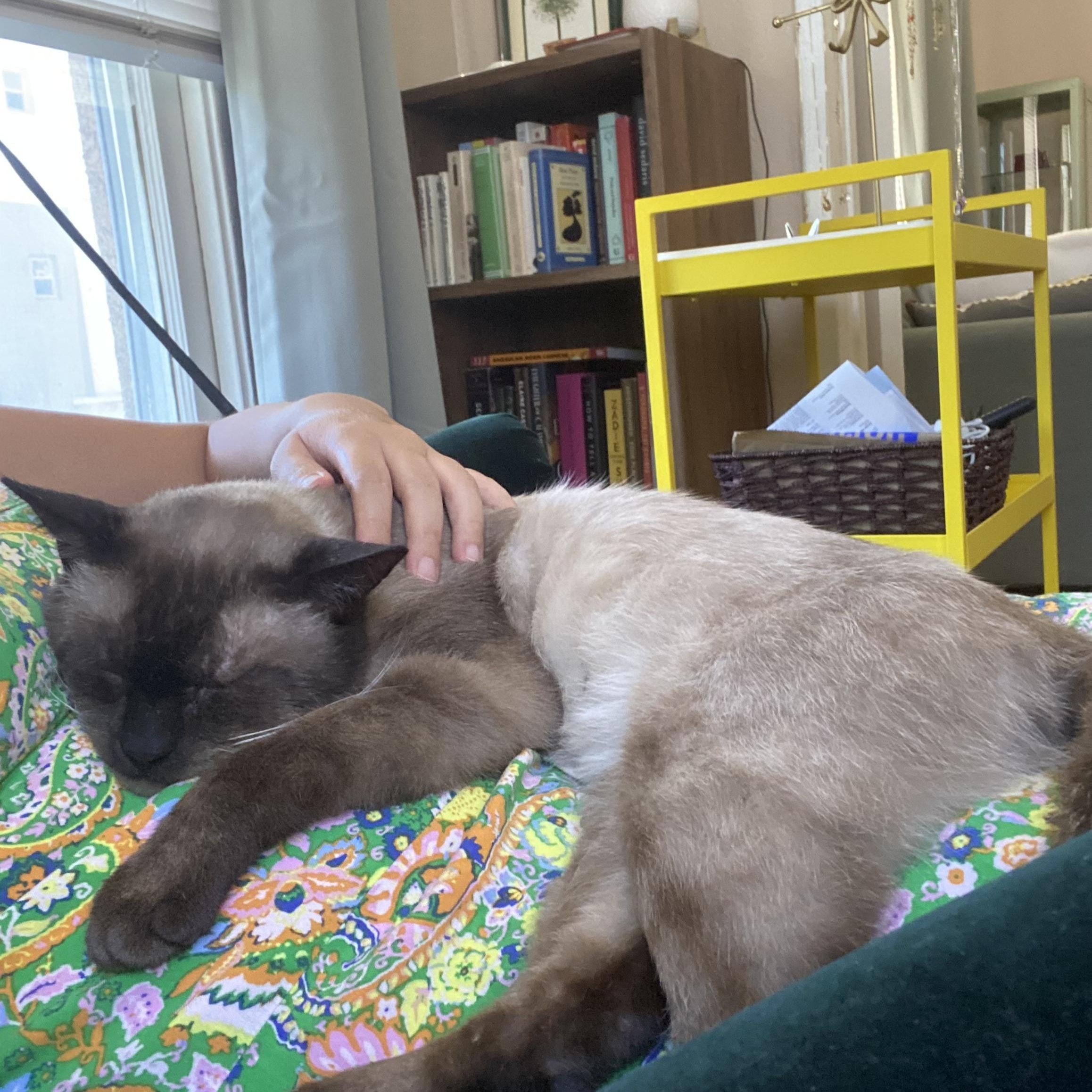 Enlarge Colonel, a Adopted Siamese in Santa Ana, CA image 2/6