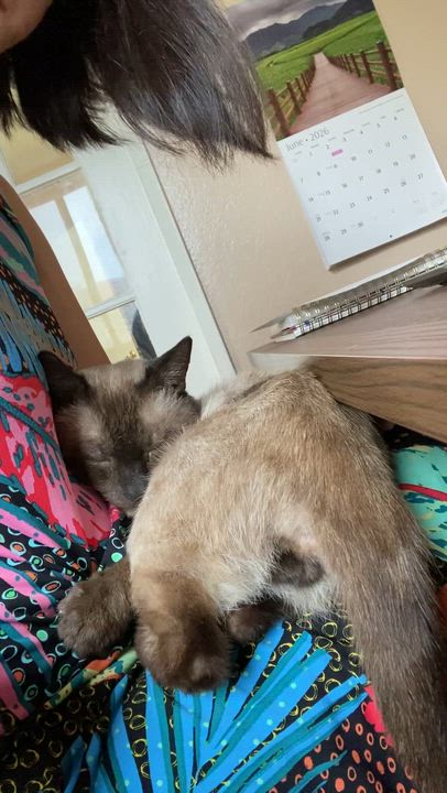 Enlarge Colonel, a Adopted Siamese in Santa Ana, CA video 6/6