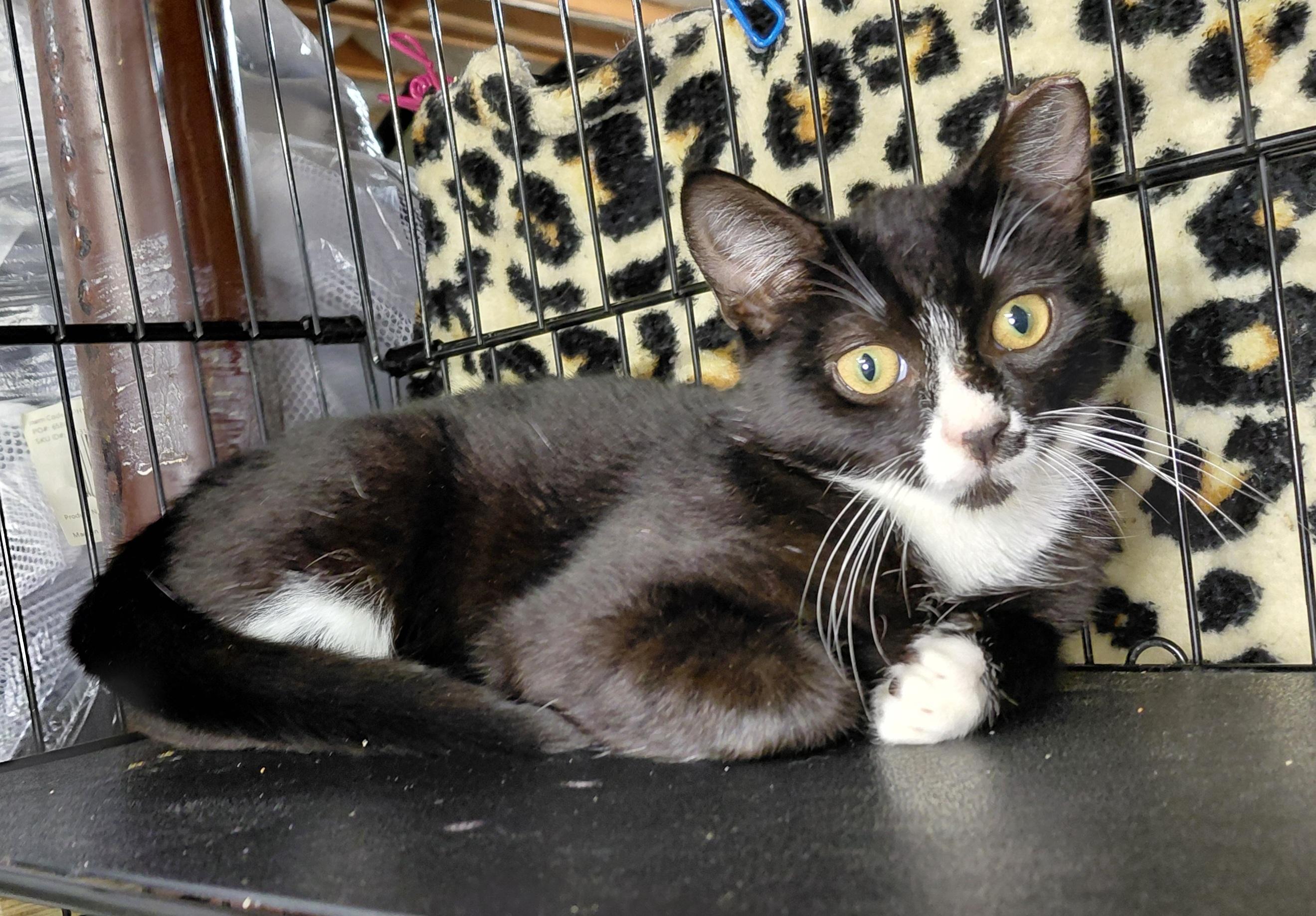 Enlarge Dolce, a Adoptable Domestic Short Hair in Bethpage, NY image 2/3