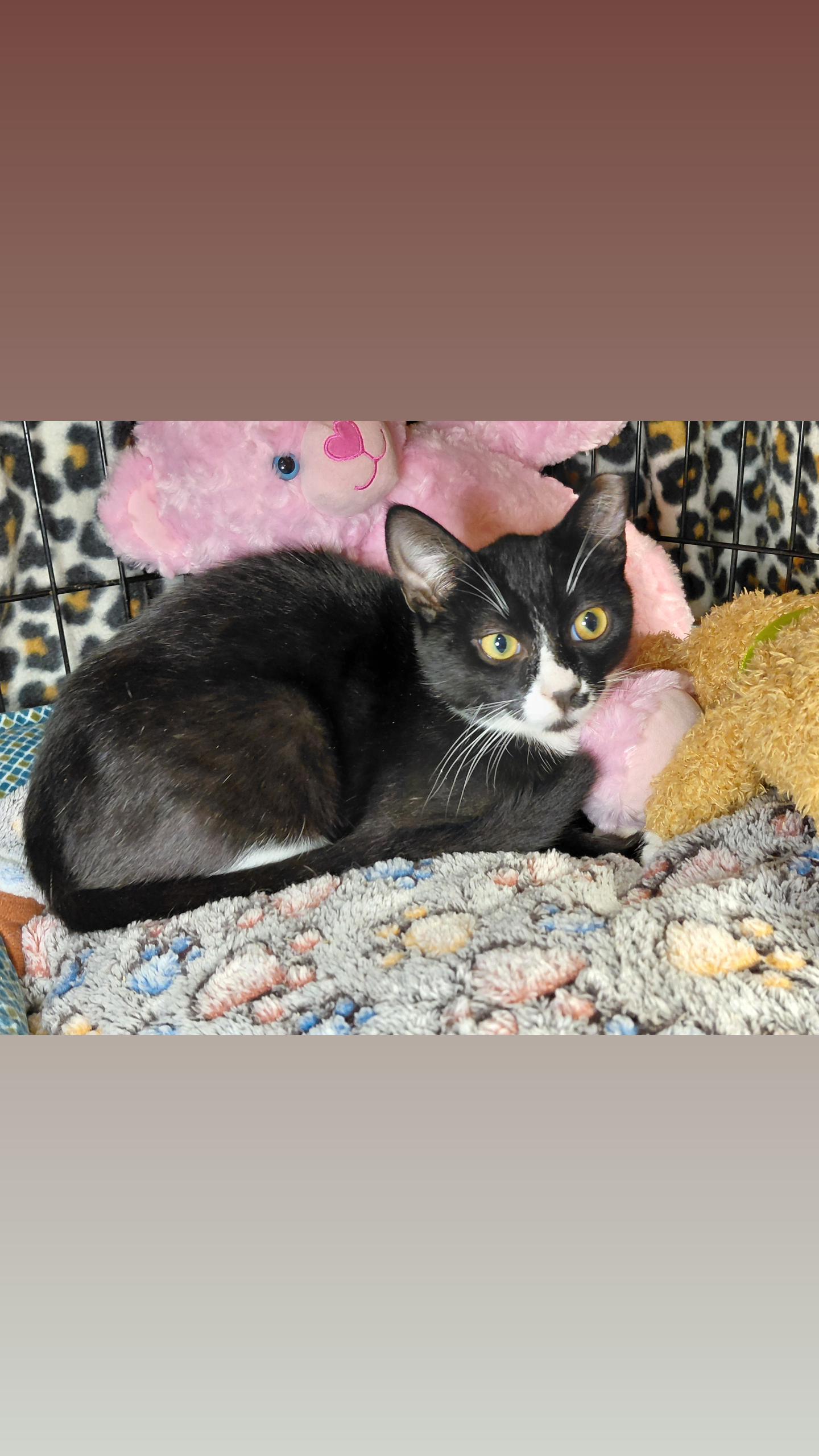 Enlarge Dolce, a Adoptable Domestic Short Hair in Bethpage, NY image 3/3