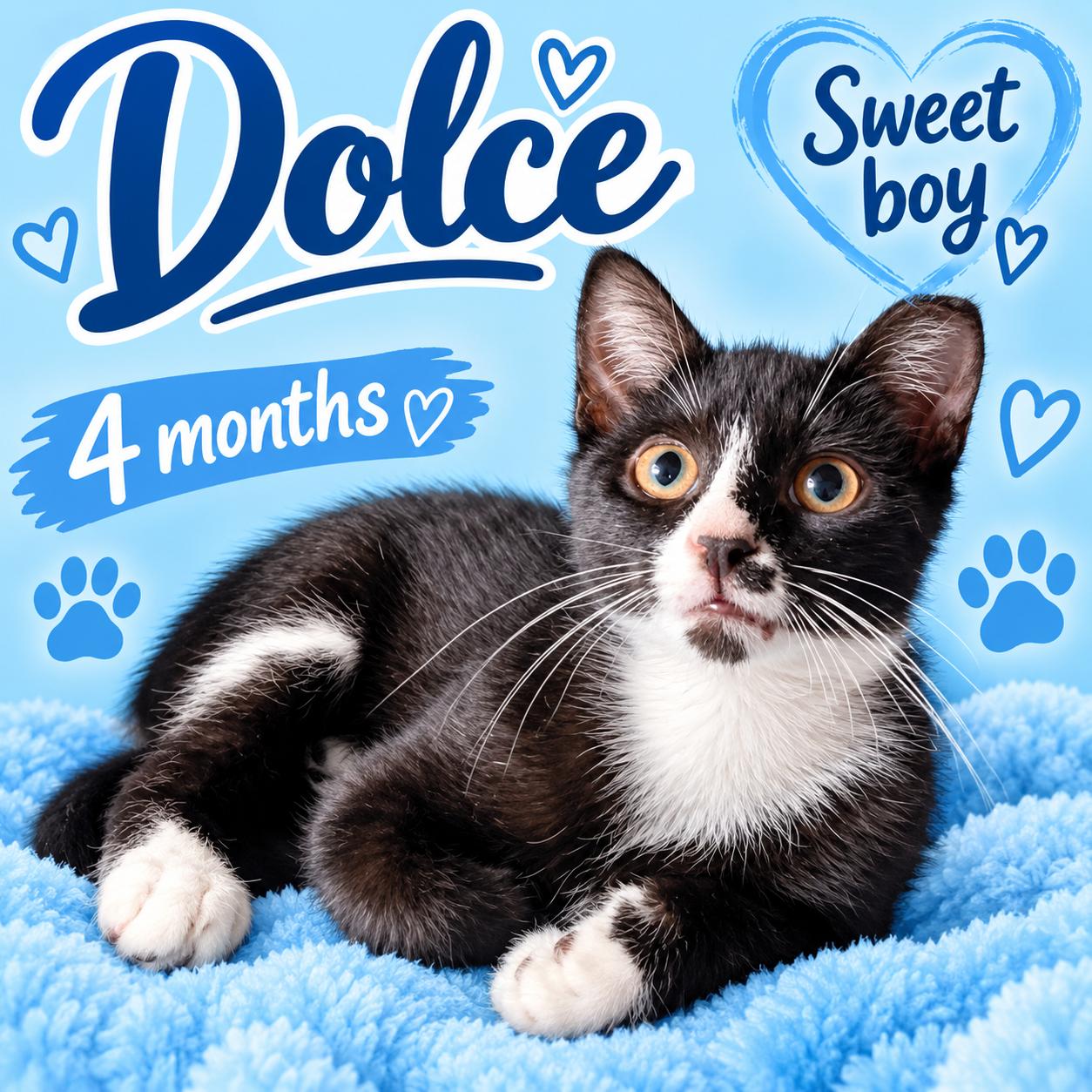 Dolce, Adoptable, Young Male Domestic Short Hair.
