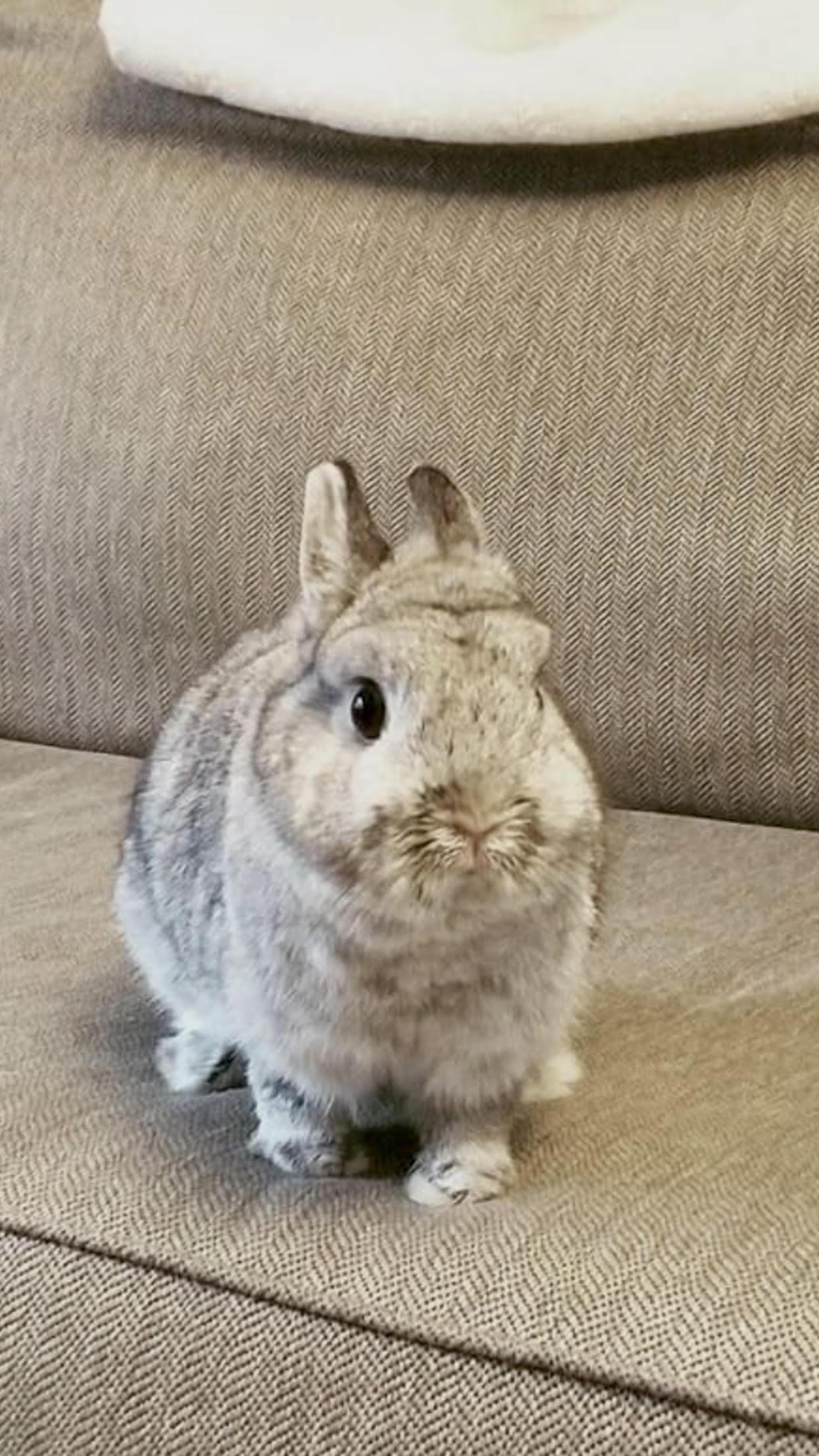 Penelope, Adopted, Adult Female Netherland Dwarf.